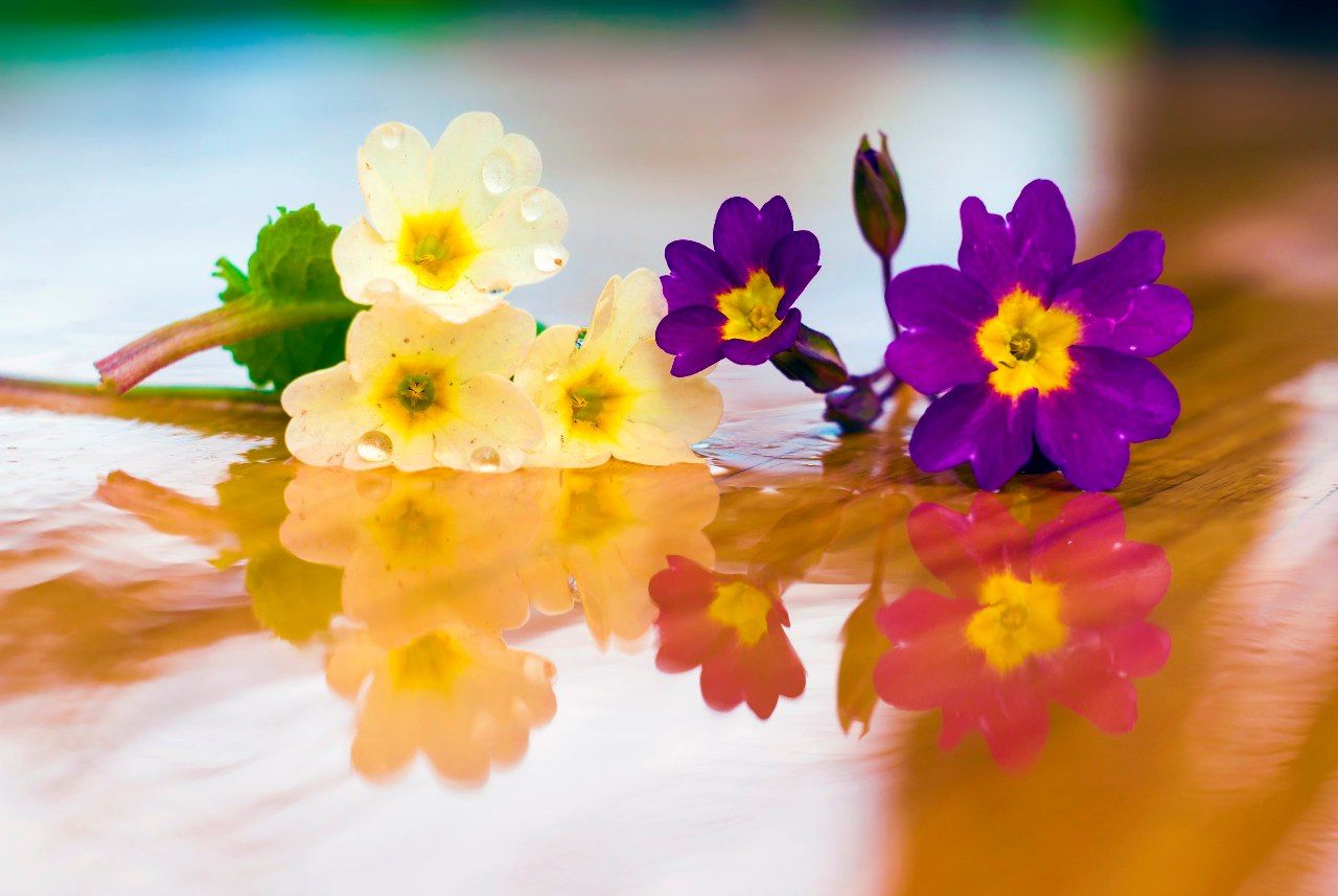 цветы, весна, стол, отражение, Харланов Никита