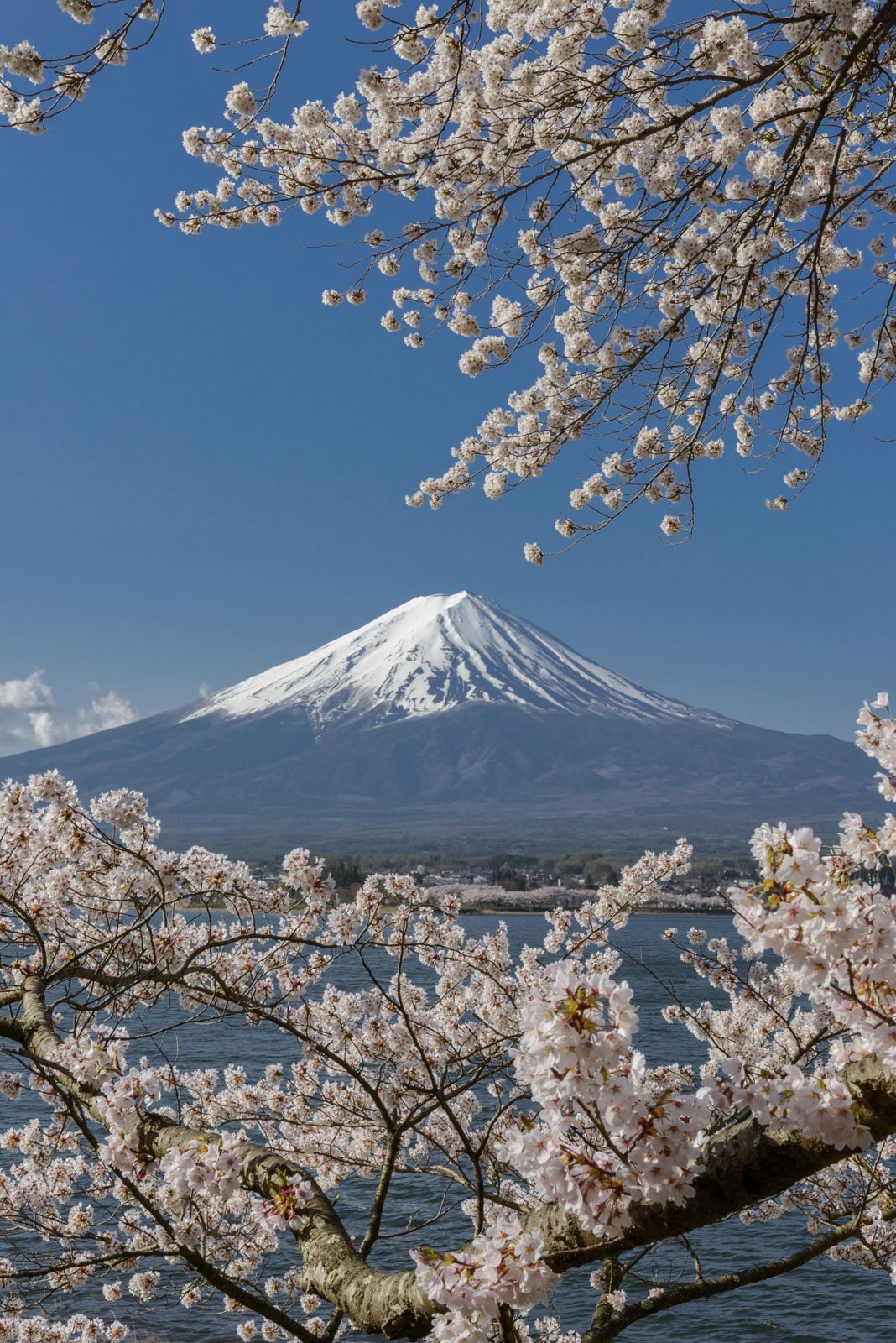 Fuji,mountain,cherry,sakura,spring,sky,blue,pink,snow,white,beautiful,tree,, Takashi