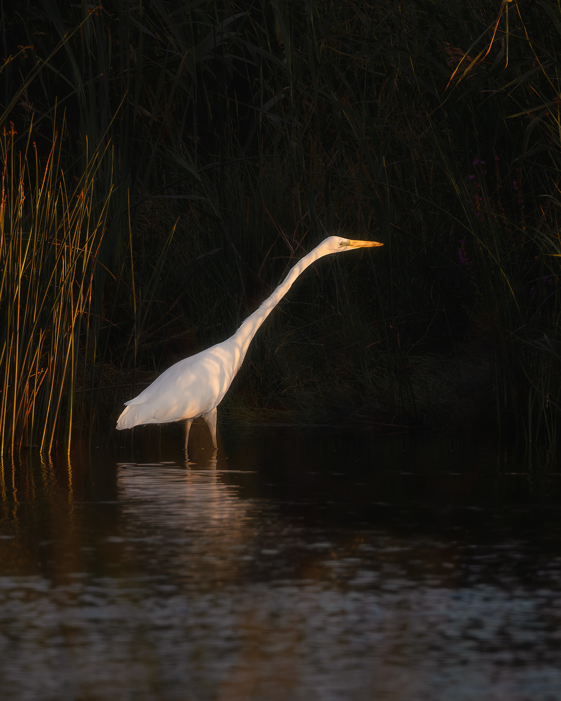 цапля, птички, фотоохота, Марголин Алексей