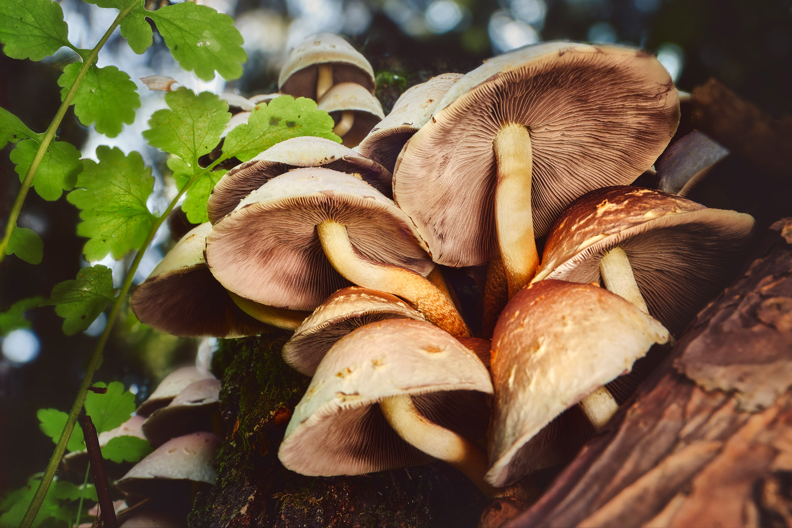 грибы, Валерий Вождаев