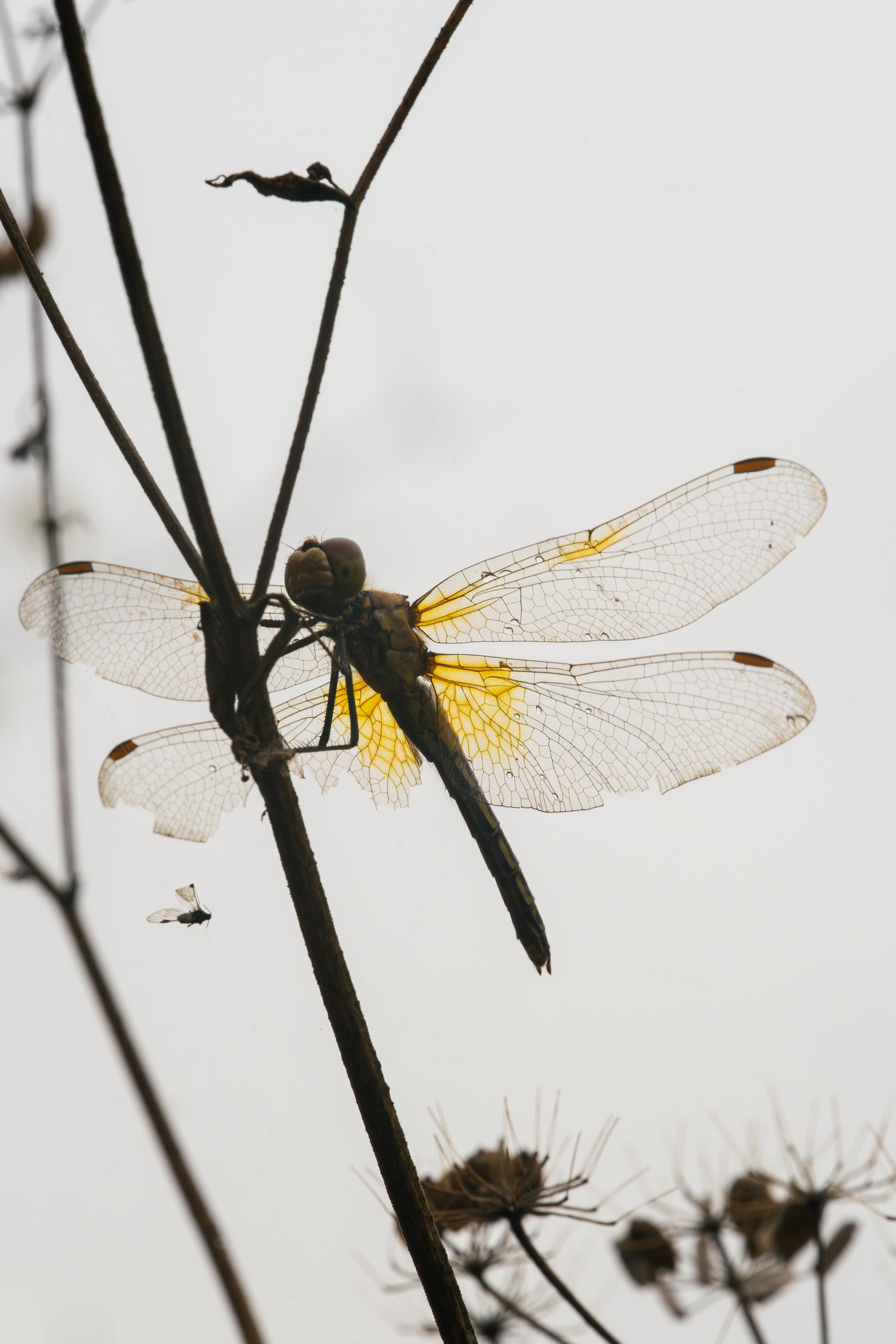 , Ольга Таланцева