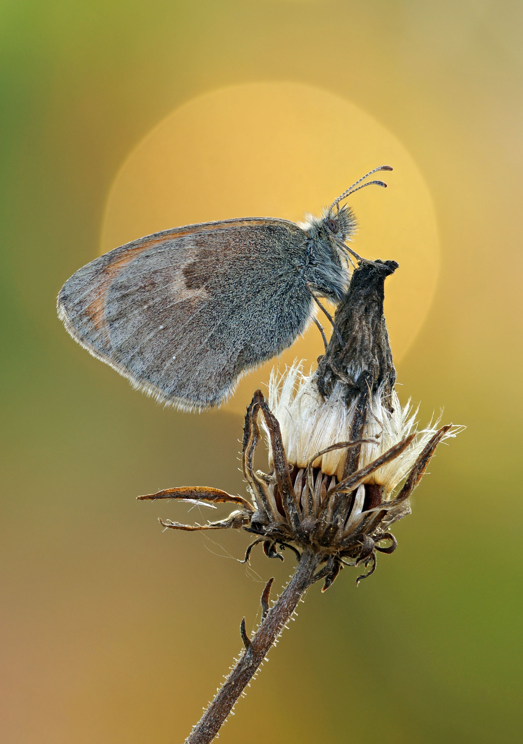 Бабочка, сенница, Чепленко Алексей