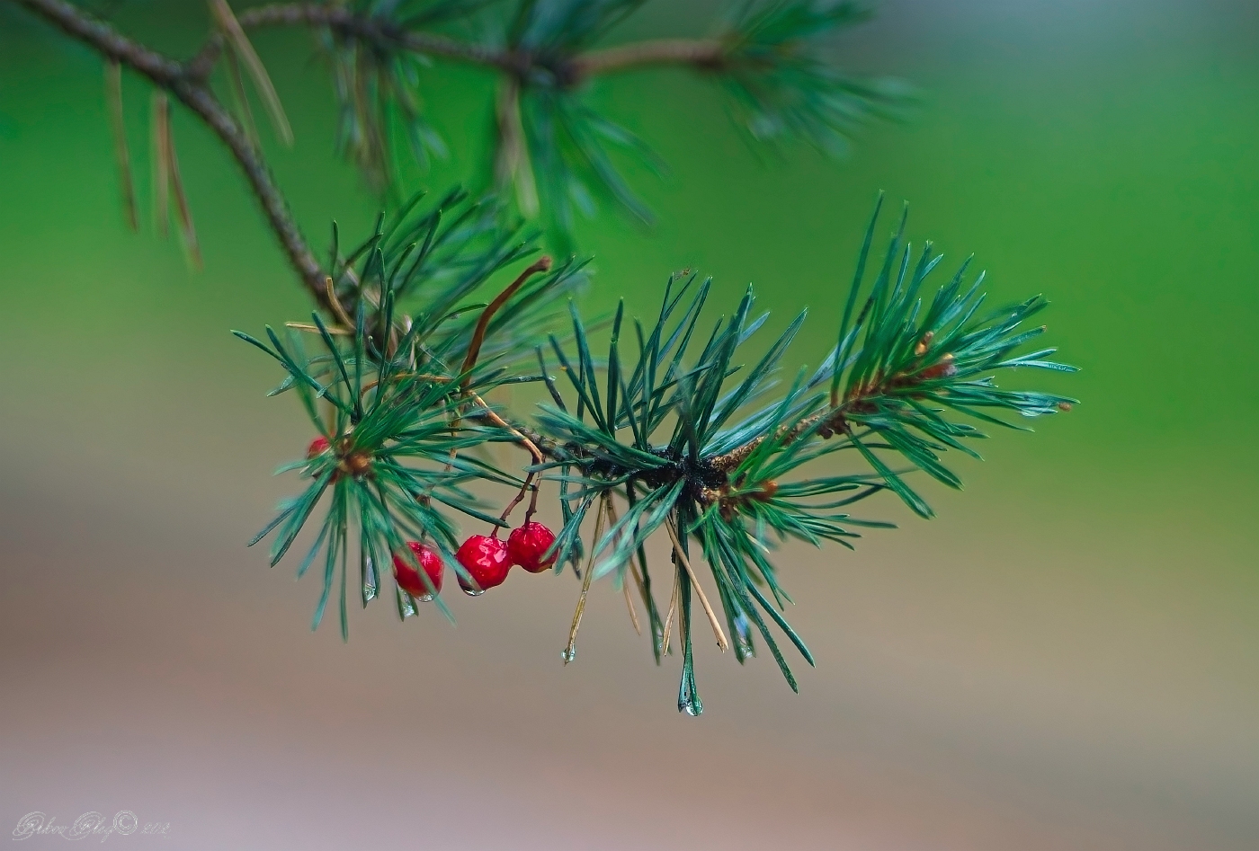 , Орлов Олег