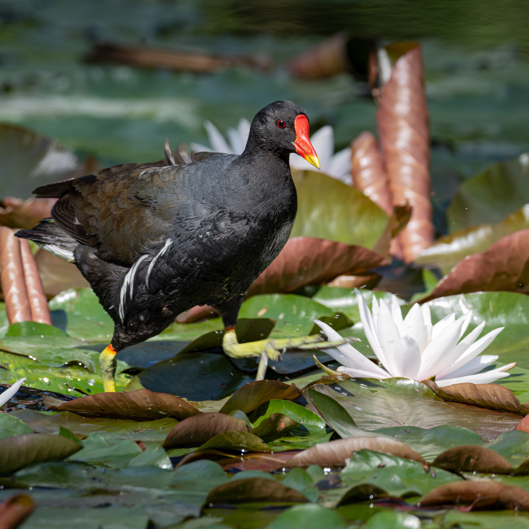 камышница, птицы, Ruslan Pl