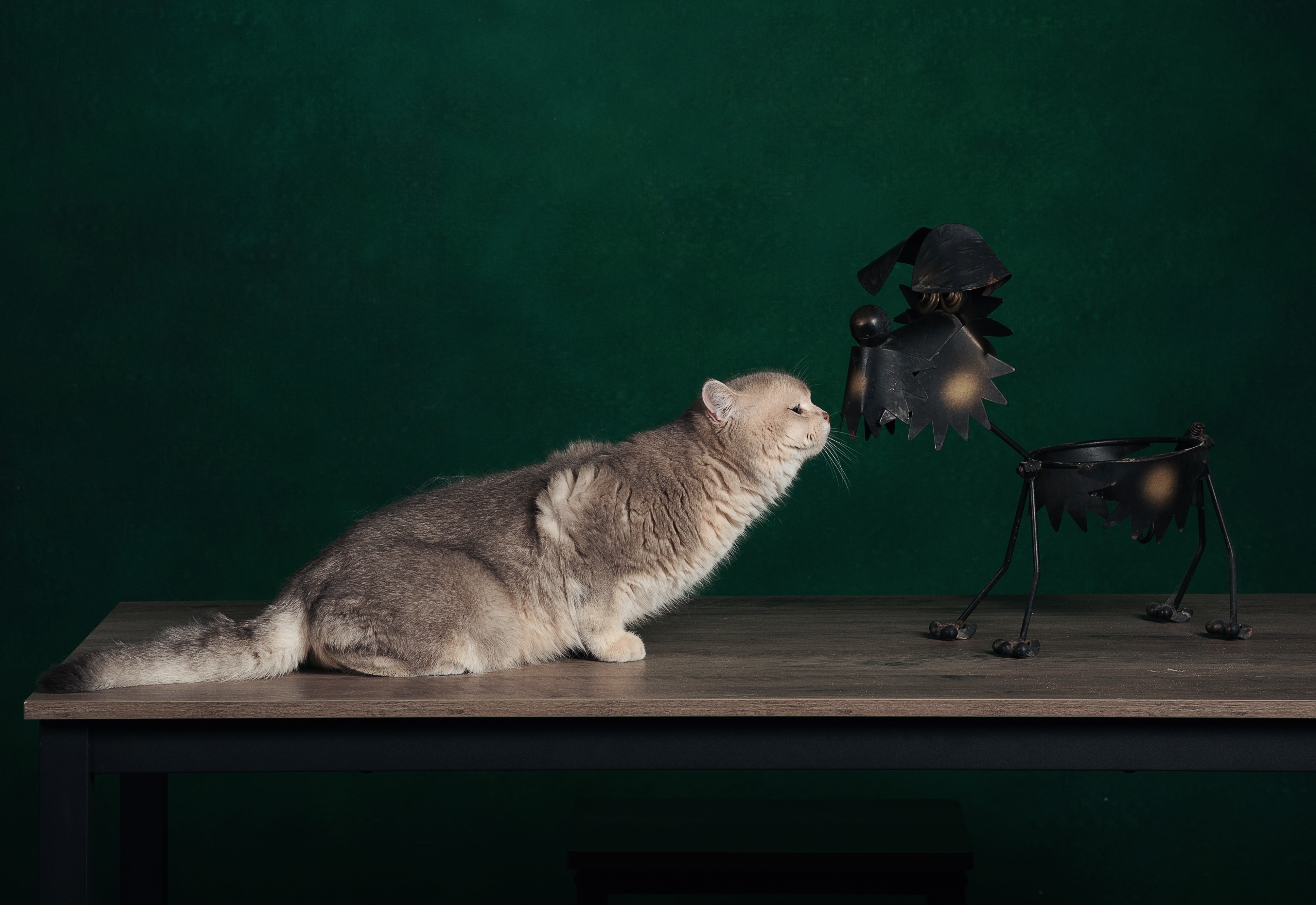 натюрморт, котики, Юлия Шестопалова