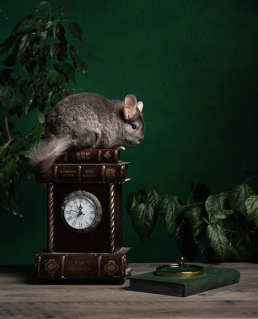 натюрморт, шиншилла, Юлия Шестопалова