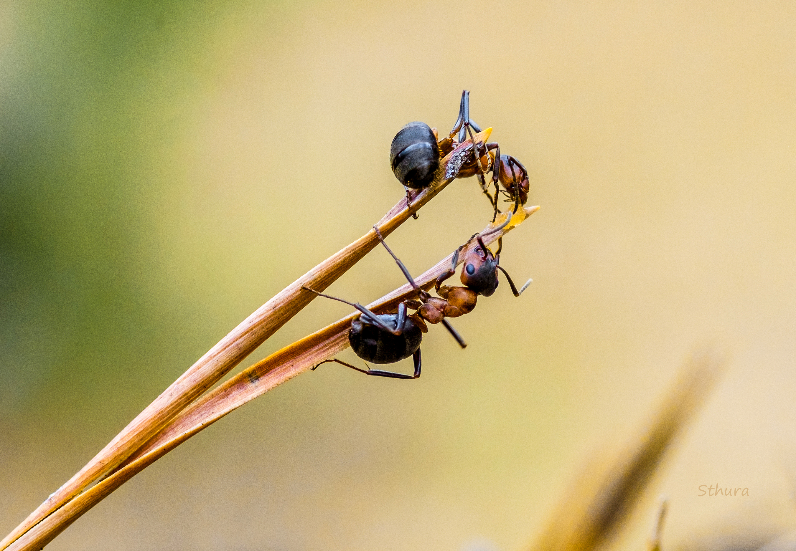 насекомые муравьи, Александр Строков