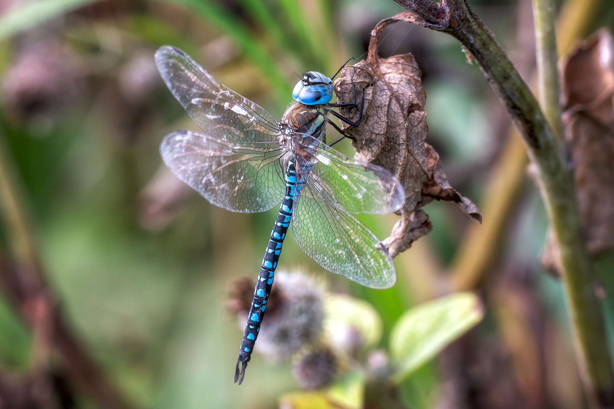 , Кузнецов Кирилл