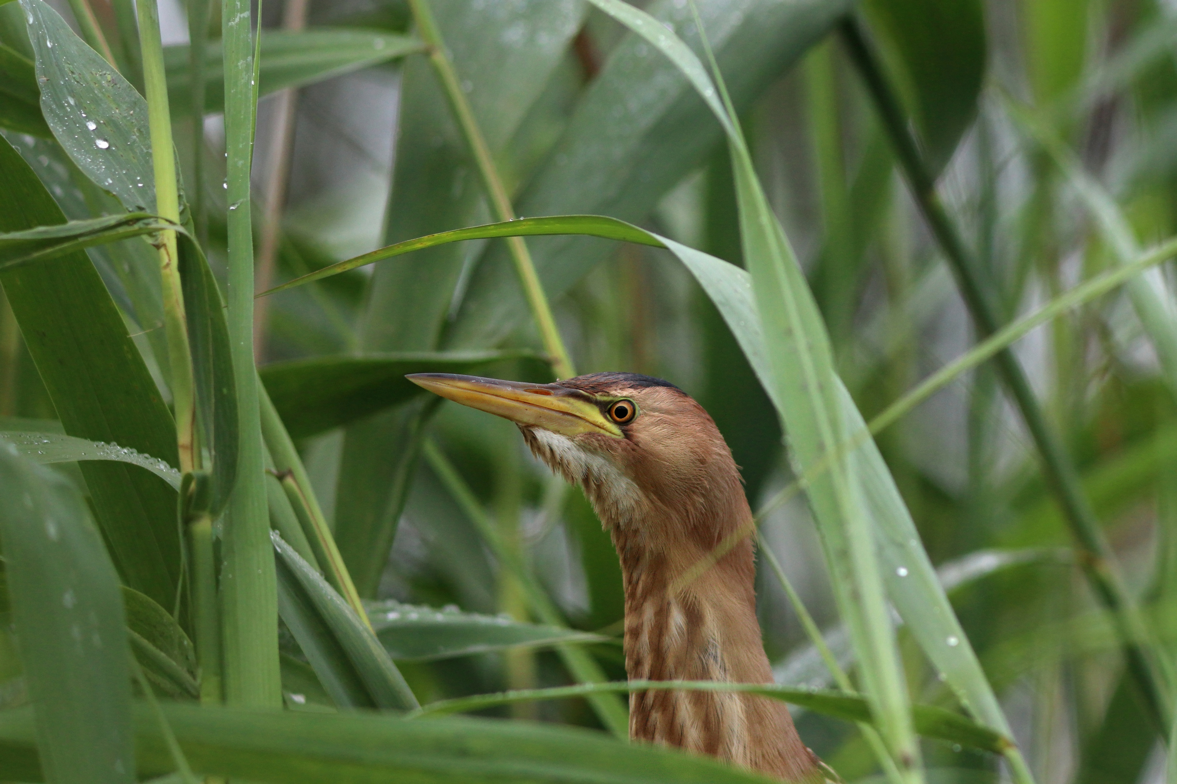 малая выпь, выпь, волчок, цапля, little bittern, ixobrychus minutus, botaurus minutus, bittern, Бондаренко Георгий