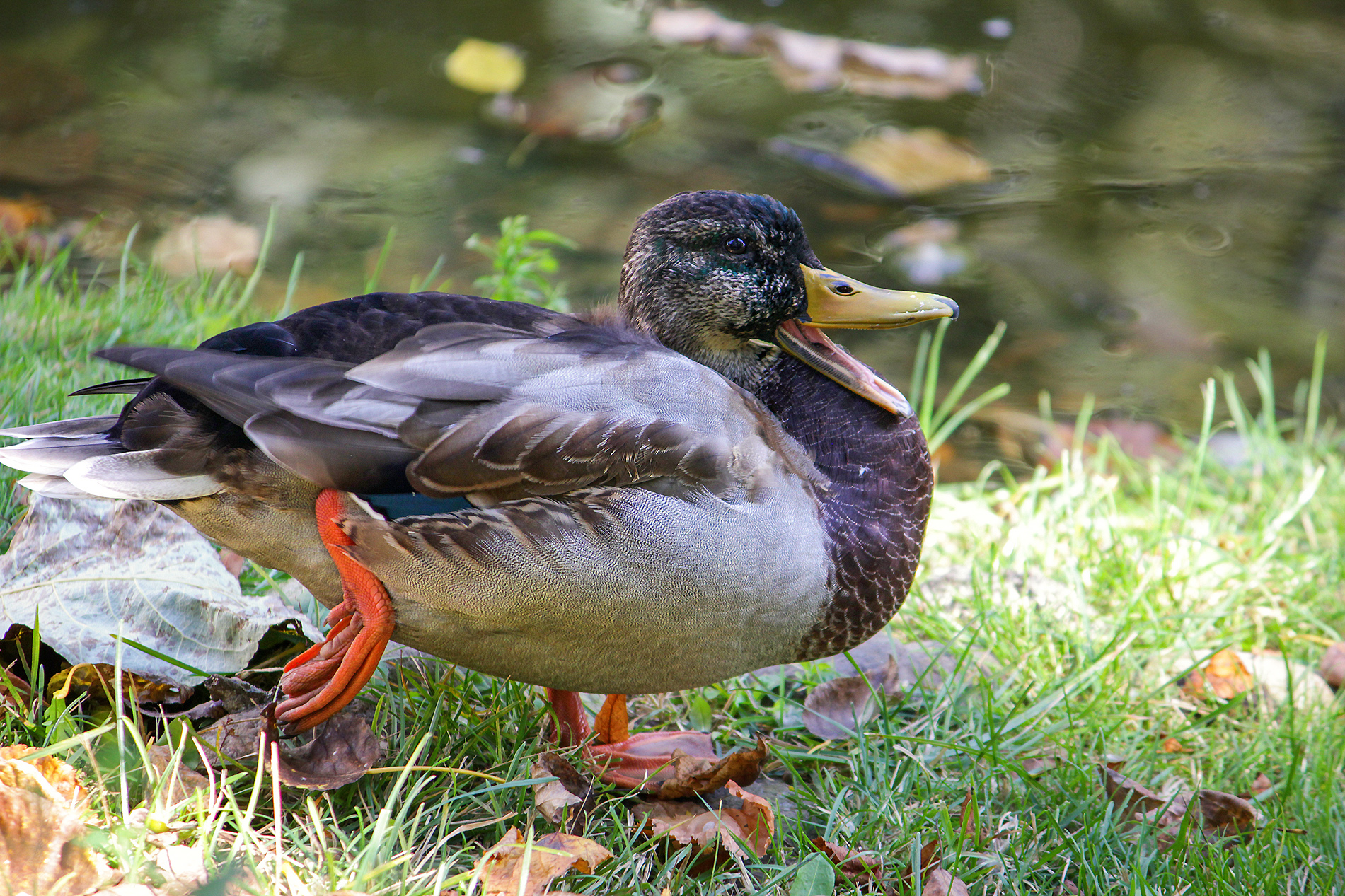 утка, кряква, anas platyrhynchos, КарОл