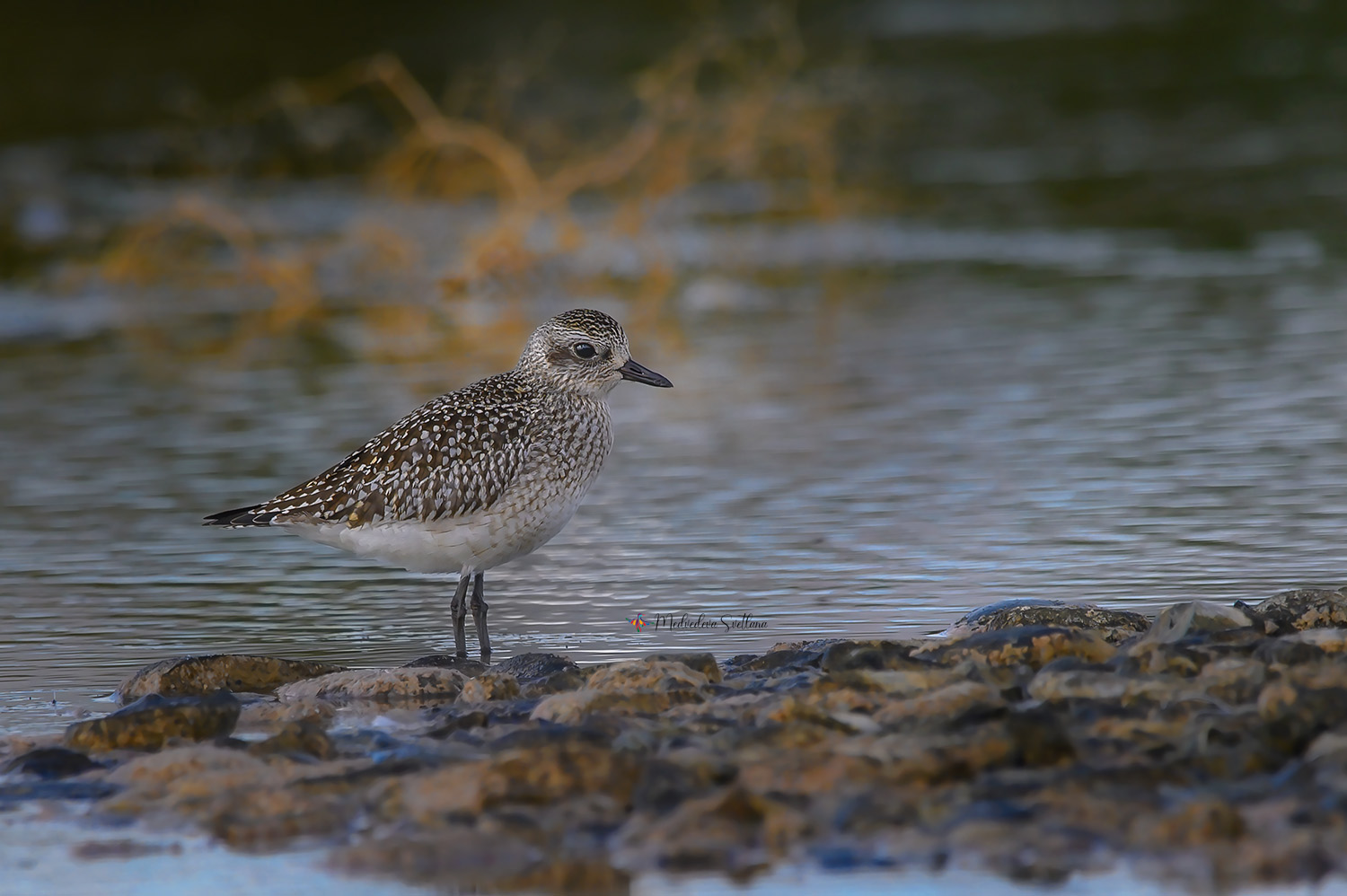 фотоохота, птица, кулики, осень, птицы, тулес, Медведева Светлана