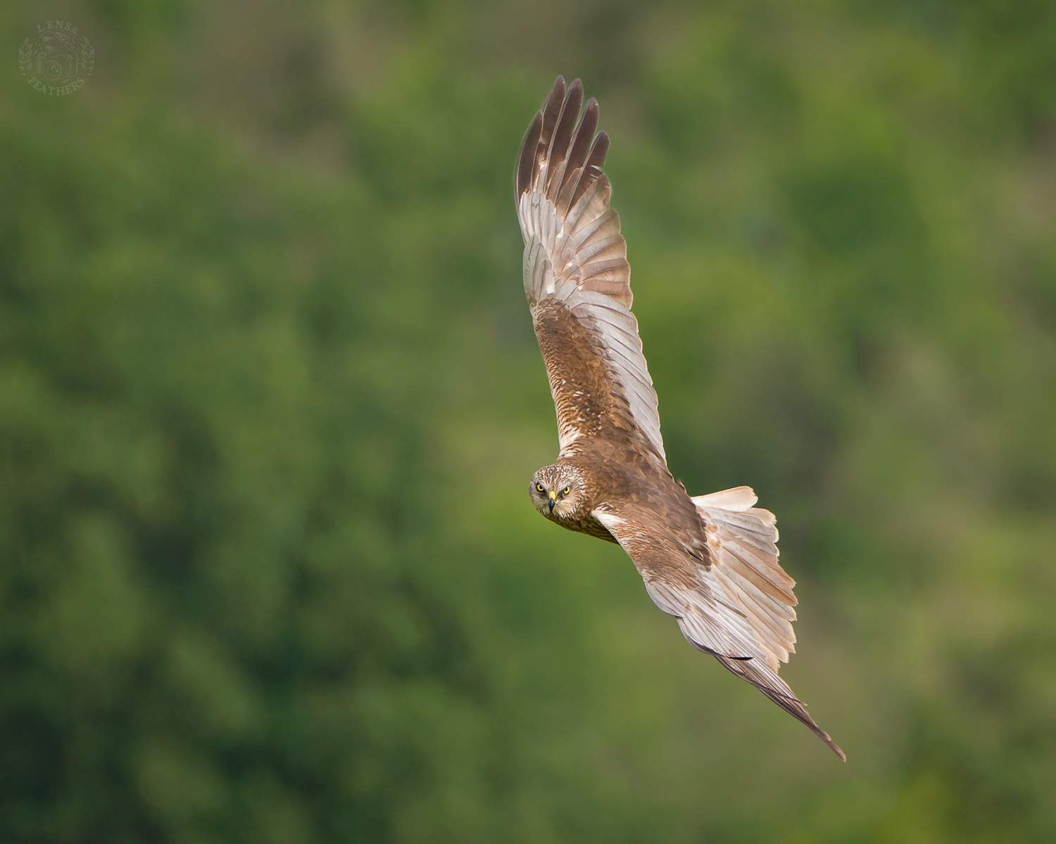 , Евгени Стефанов