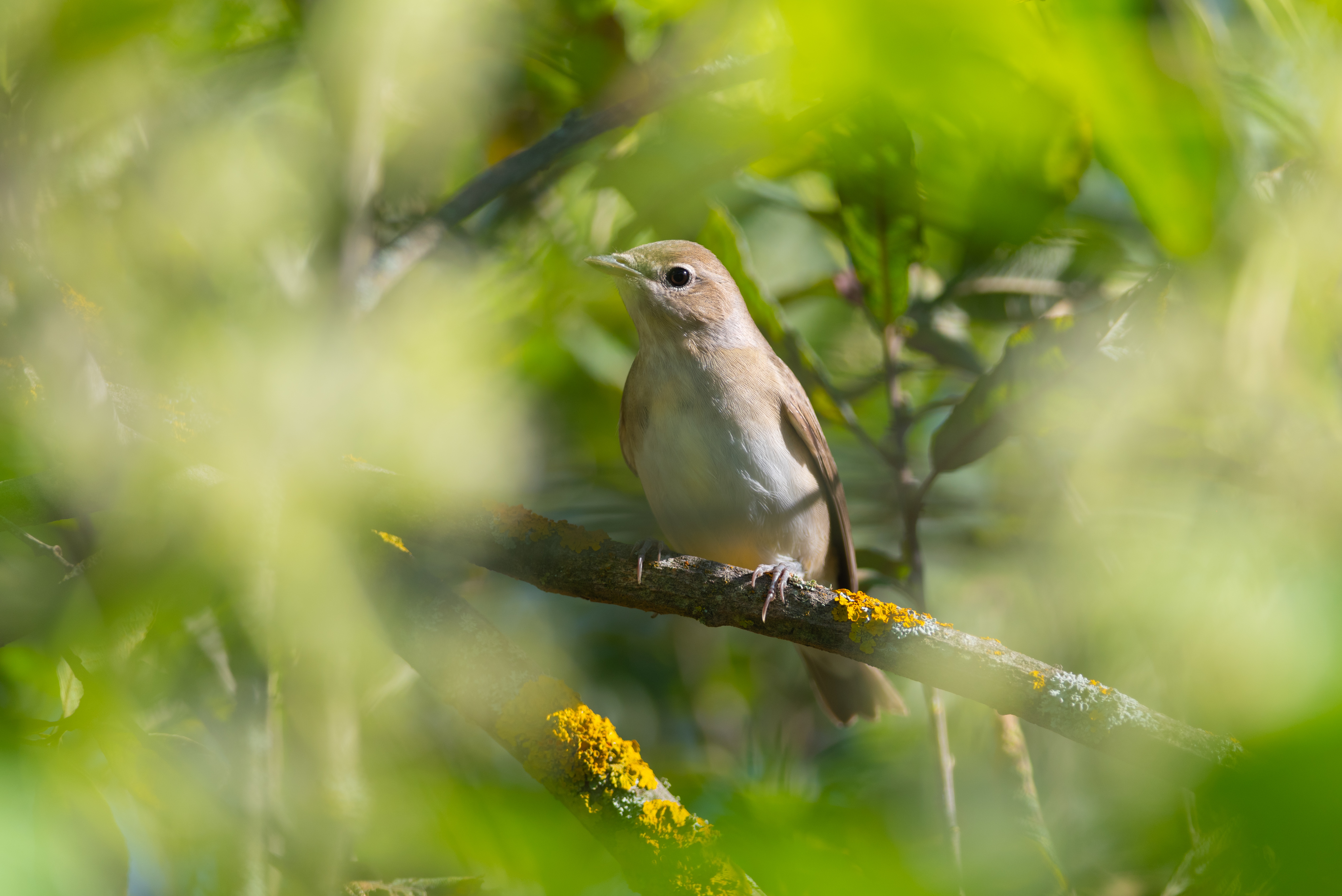 славка, садовая славка, славка садовая, птица, птицы, природа, лето, лес, воронеж, фотоохота, Воронов Денис