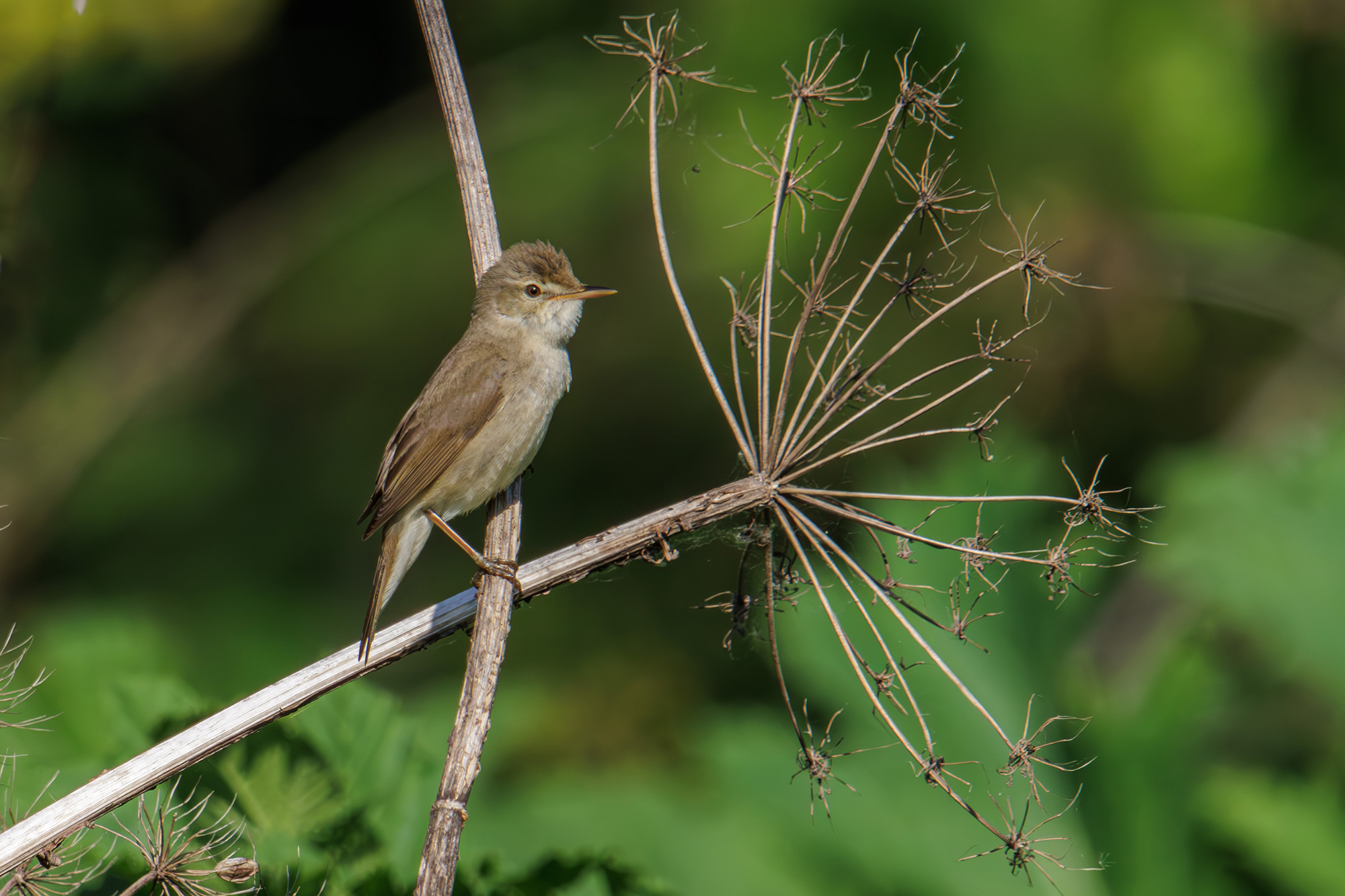 , Морозов Сергей