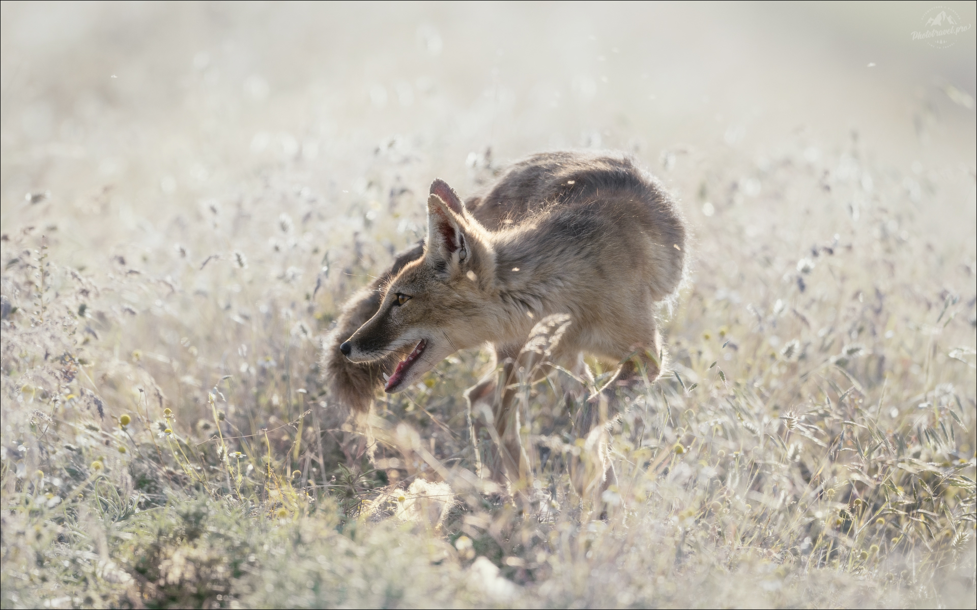 корсак, лиса, степная лиса, взрослый корсак, маныч,заповедник черные земли, корсачок, фото корсака, молодой корсак, степная лисица, vulpes corsac, калмыкия, черные земли,  корсачонок, калмыцкий корсак, корсаки, vulpes corsac kalmykorum, фотографии корсака, Влад Соколовский