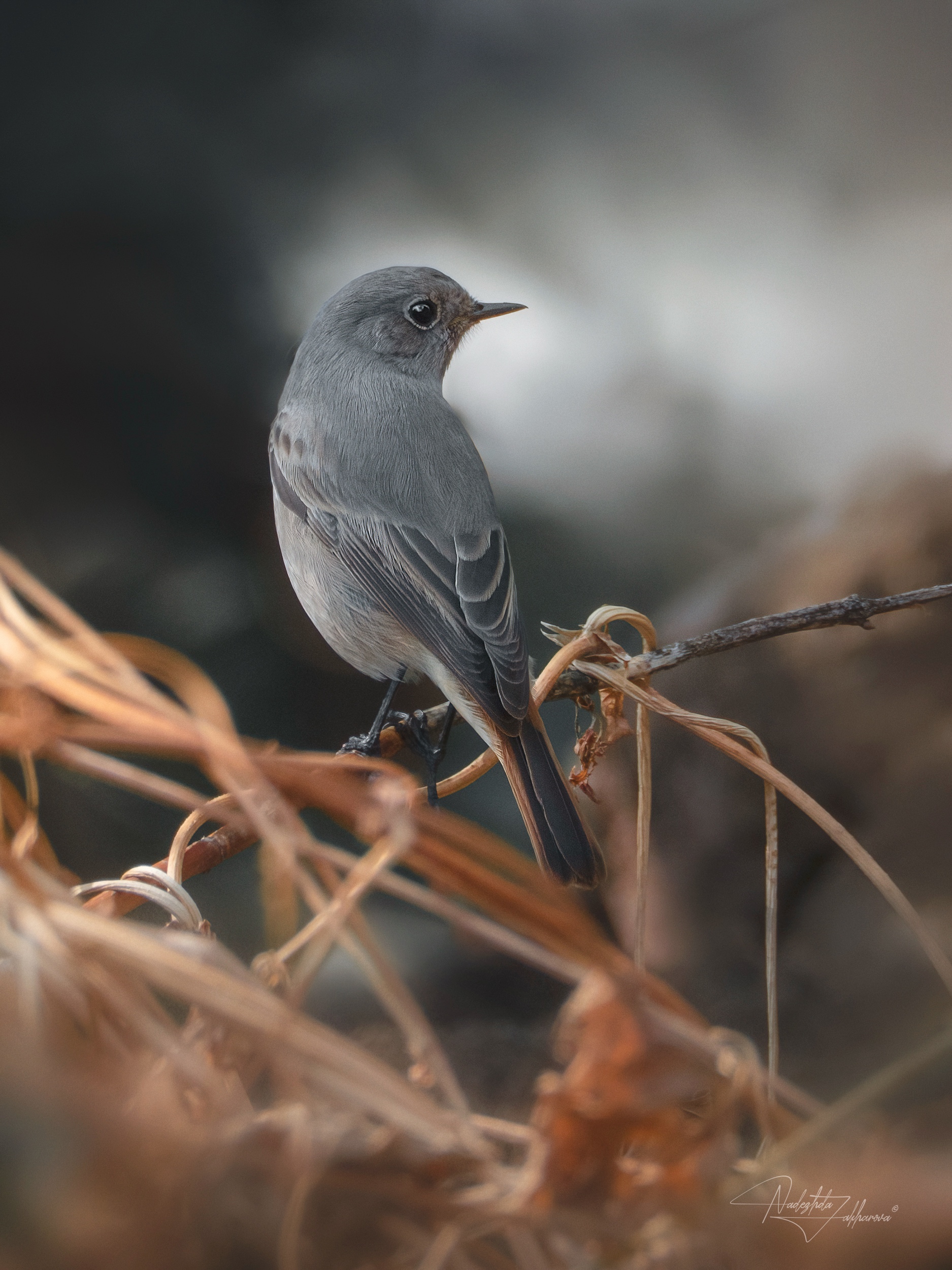 наблюдения за птицами, атмосфера осени, горихвостка, горихвостка чернушка, птицы, портреты птиц, эмоции, осень, осень2025, Nadezhda Zakharova