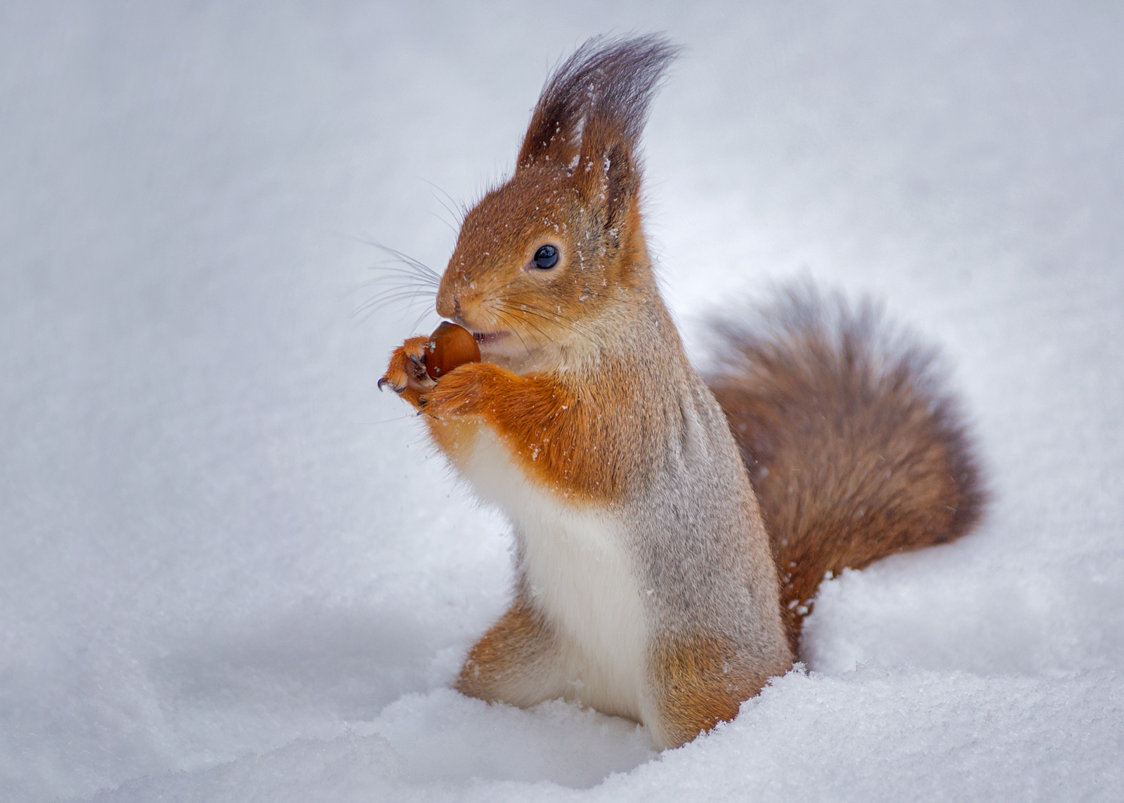 , Алексеев Сергей