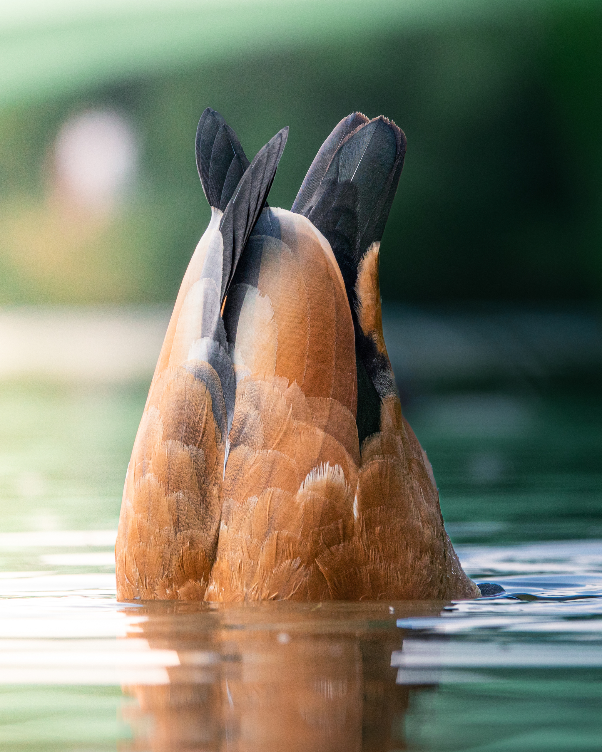 , Андрей Иванов