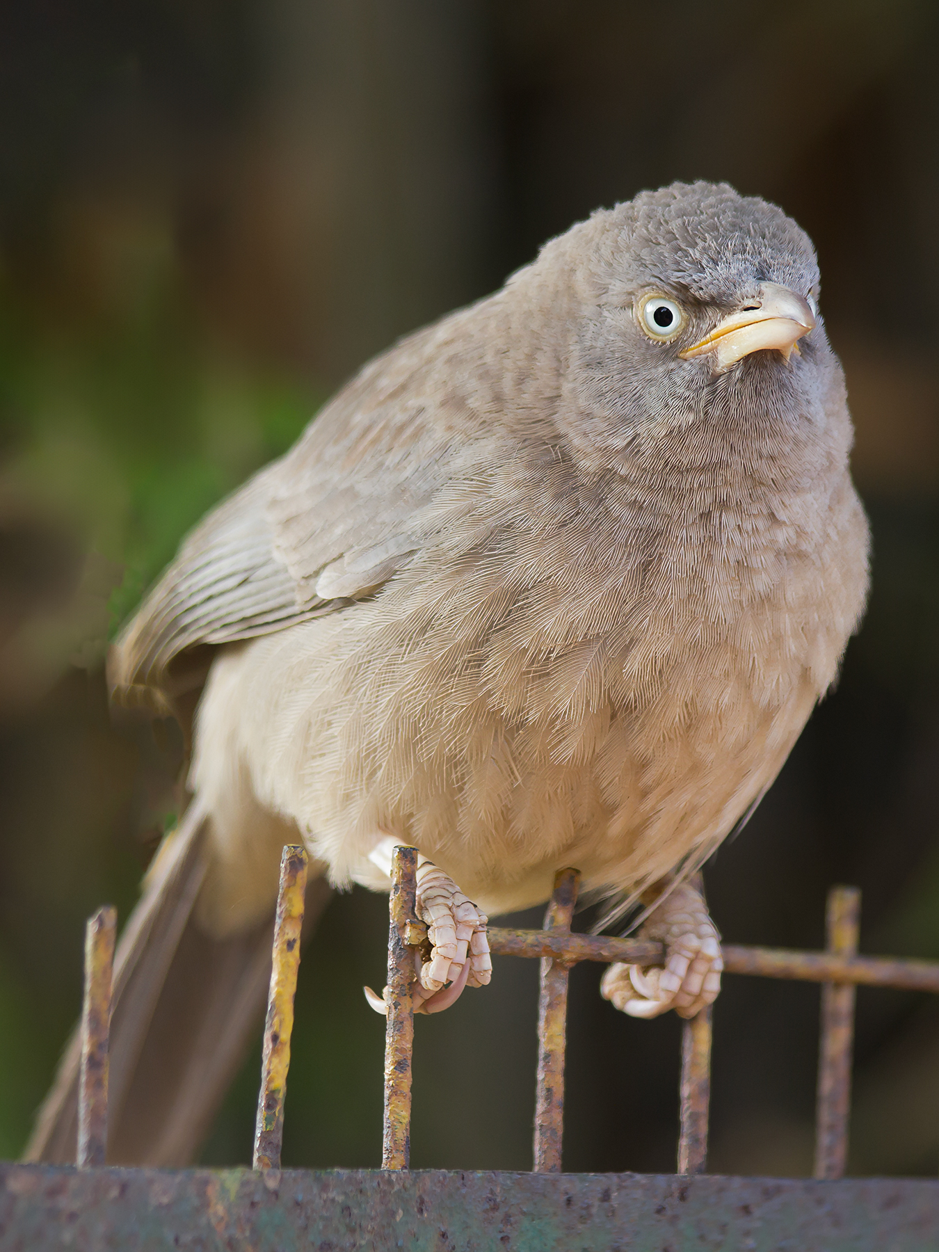 india, Vorobeychik Vladimir