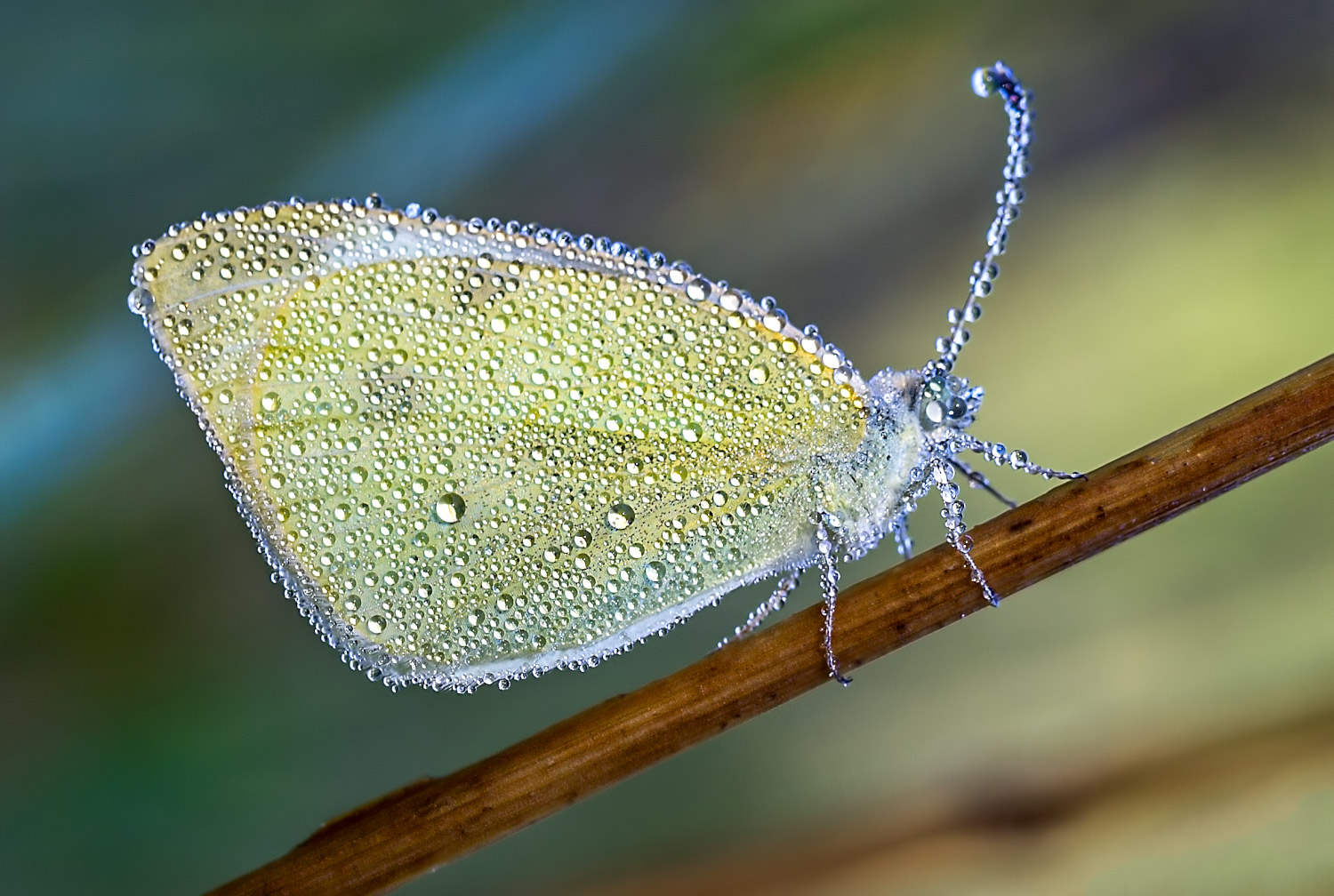насекомые, бабочка, белянка, желтушка, утро, роса, лето, август, Борис Новиков