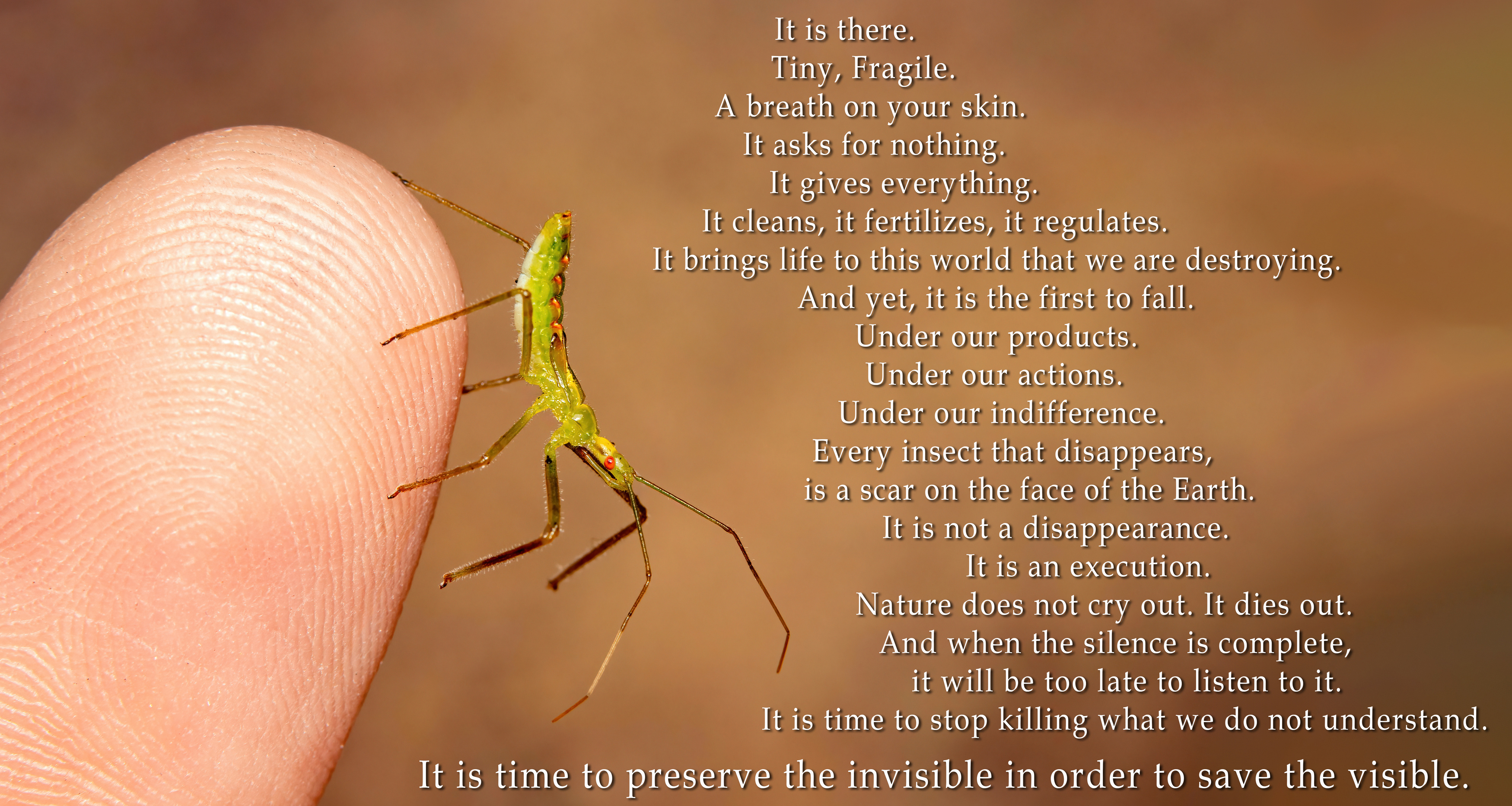 макрофото, макрофотографии, фотомакро, насекомые, макромир, макрофотограф, макроаддикт, макро_мир, naturelovers, naturelover, naturephotography, macrolove, macro_love, biodiversity, macrophotography, macro, macronature, entomology, arthropods, arthropod, ,  Stephane