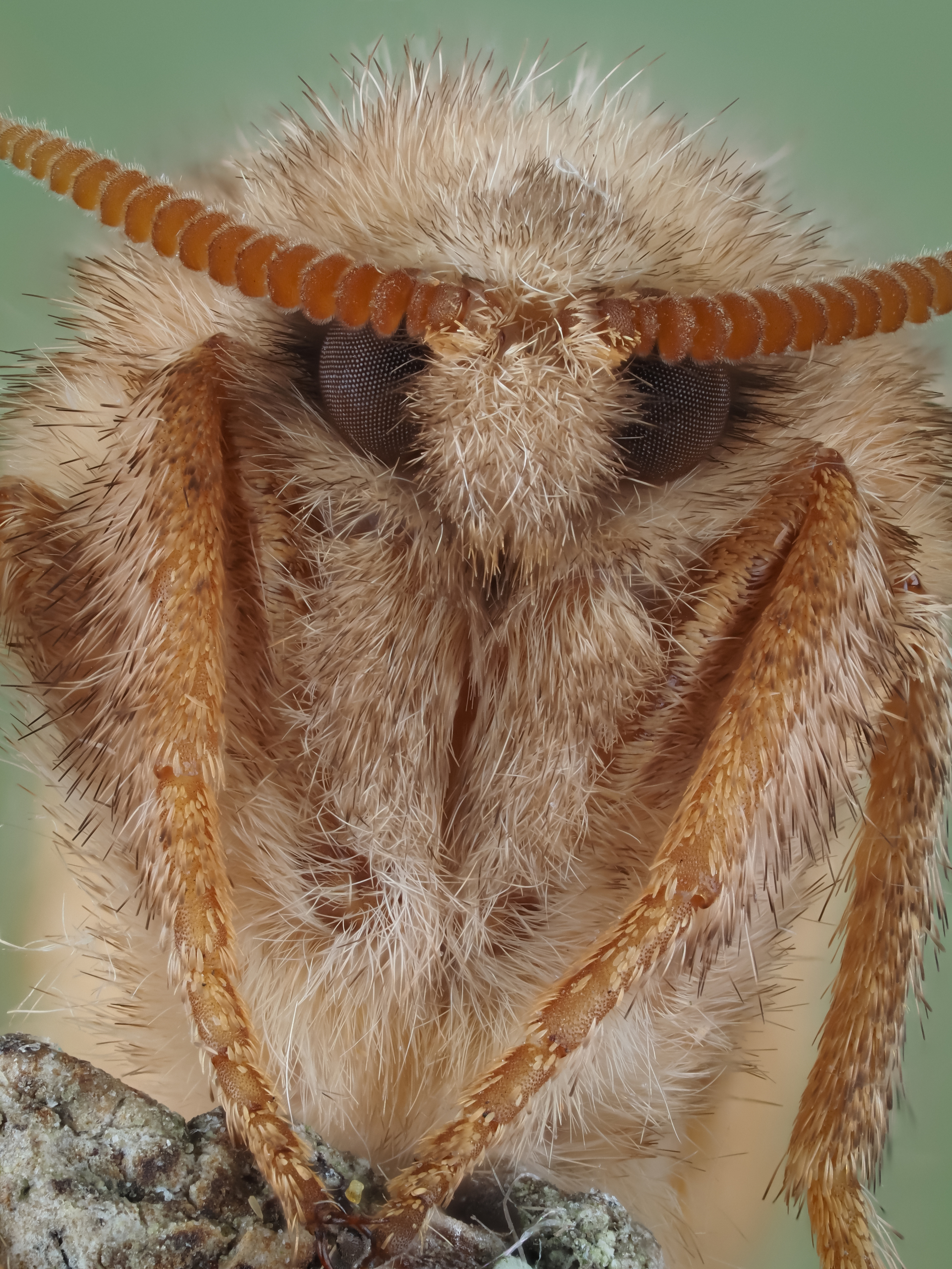 , Олег Савицкий