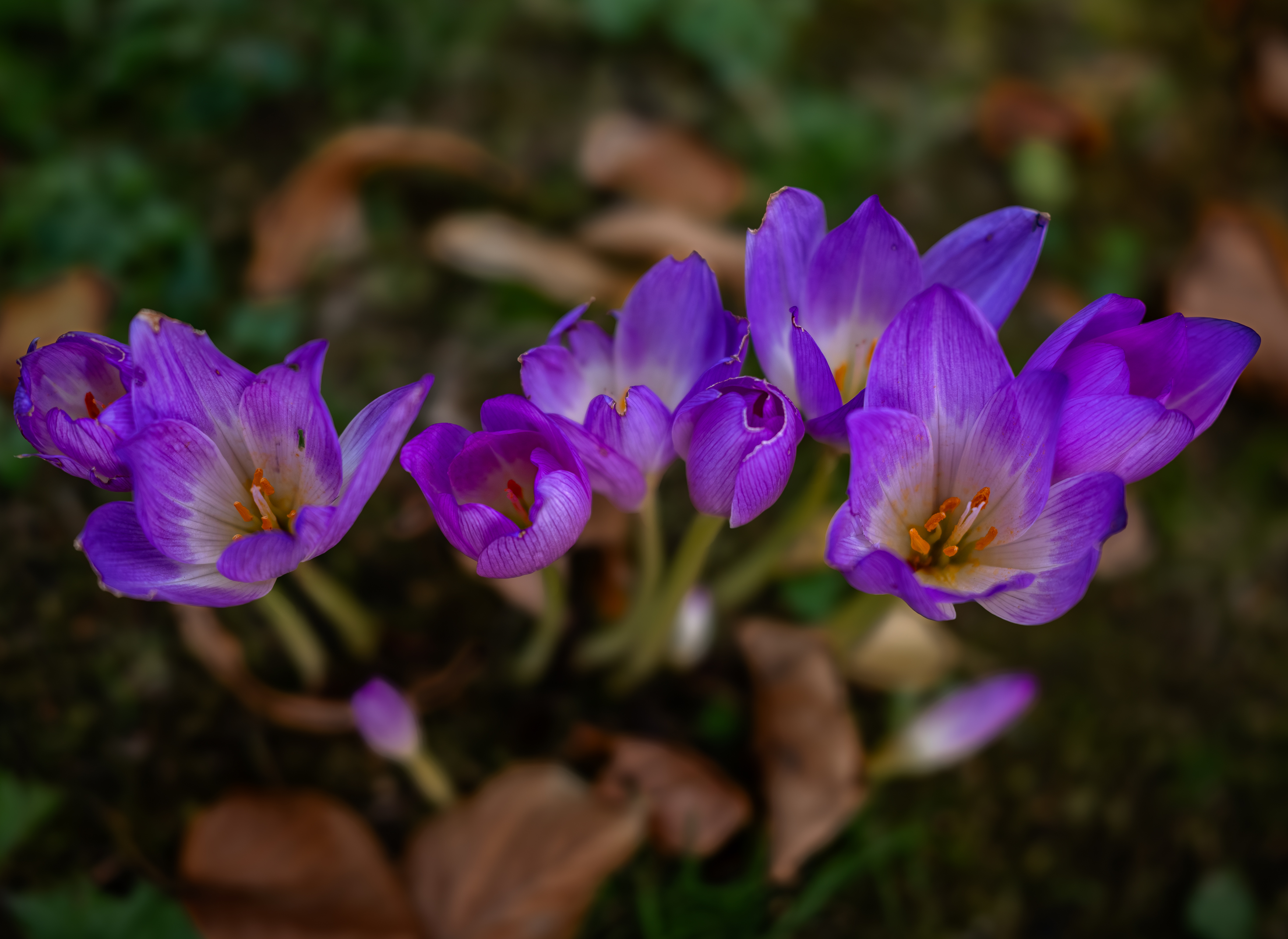 , Курлянцев Алексей