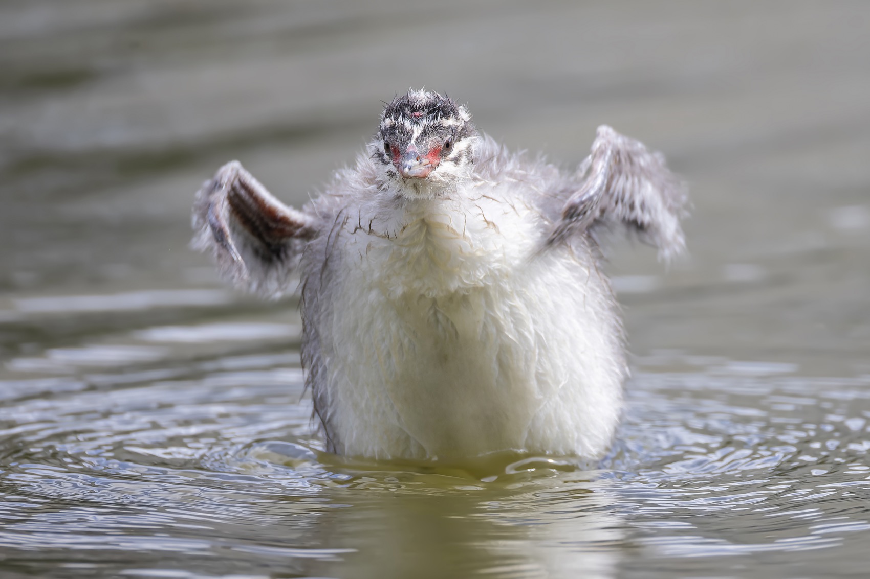 камышевка, птицы, Ruslan Pl