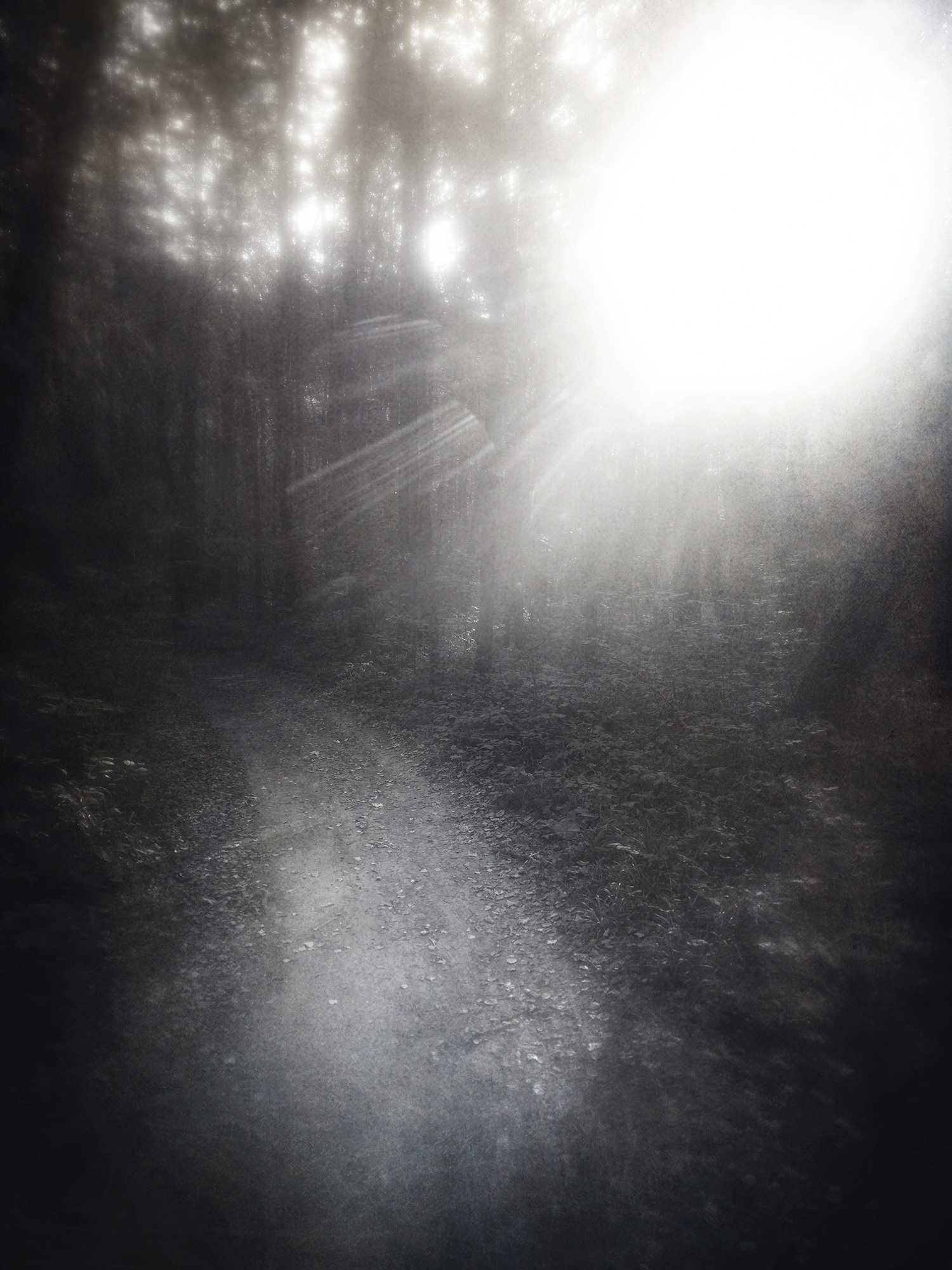 чб, лес, тропа, солнце, пикториализм, Сергей Кот