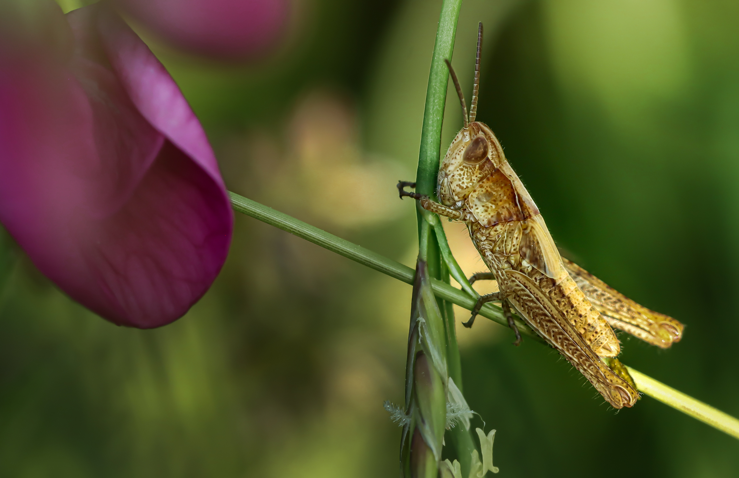 лето, саранча, насекомые, Лапин Сергей