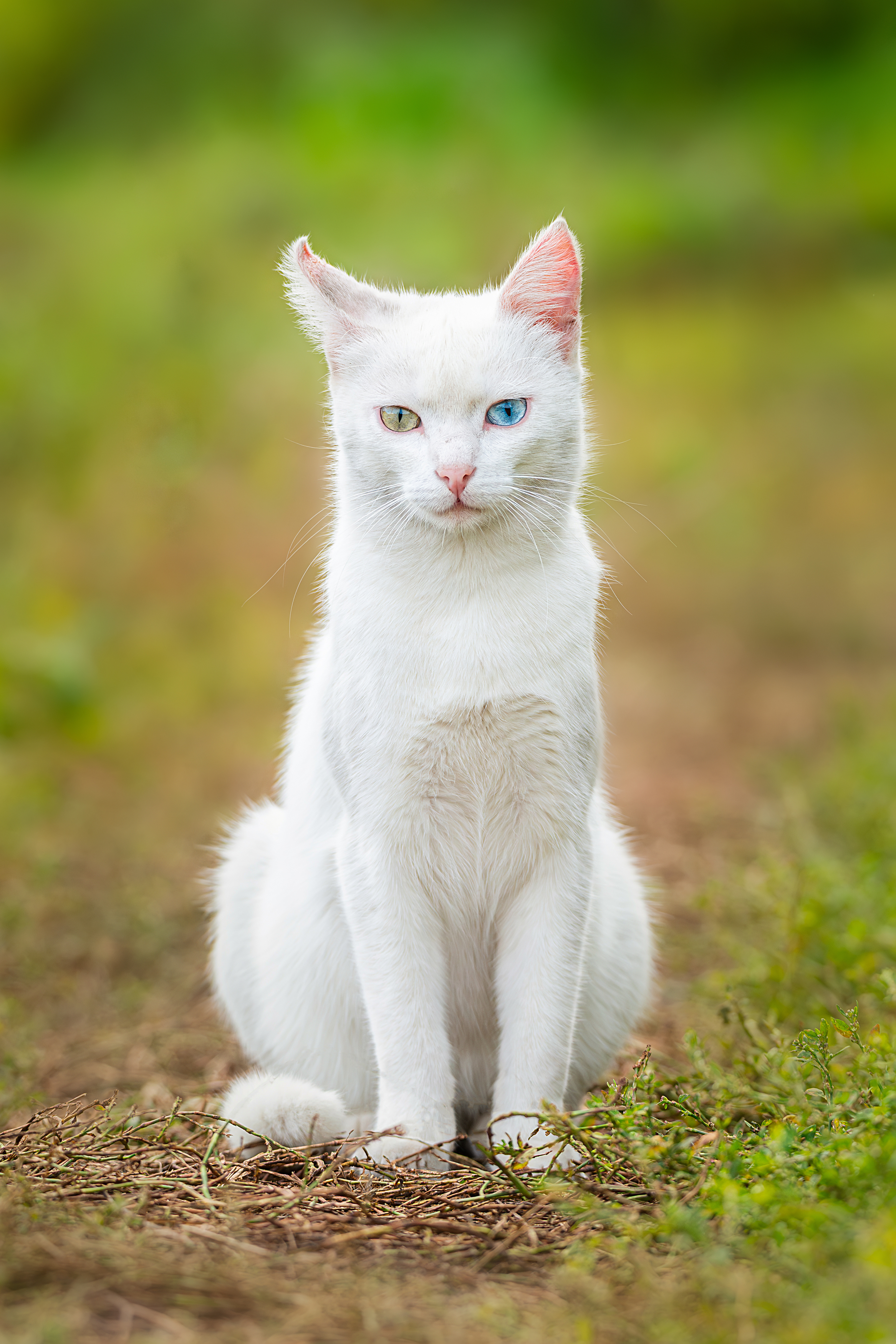 , Корнеев Алексей