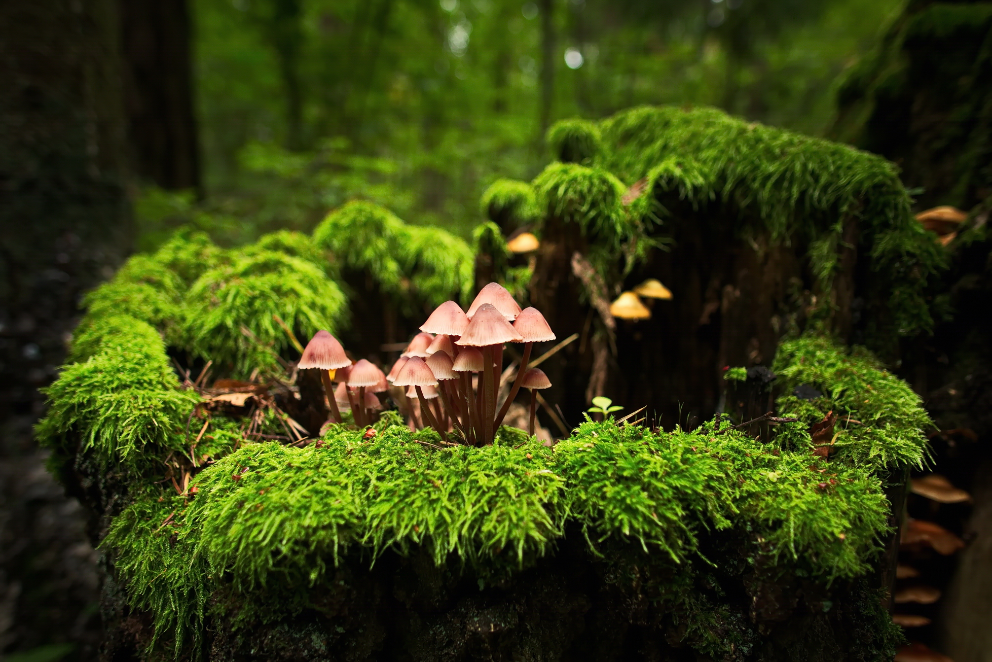 лес, грибы, лесная семейка, Виктор Гурков
