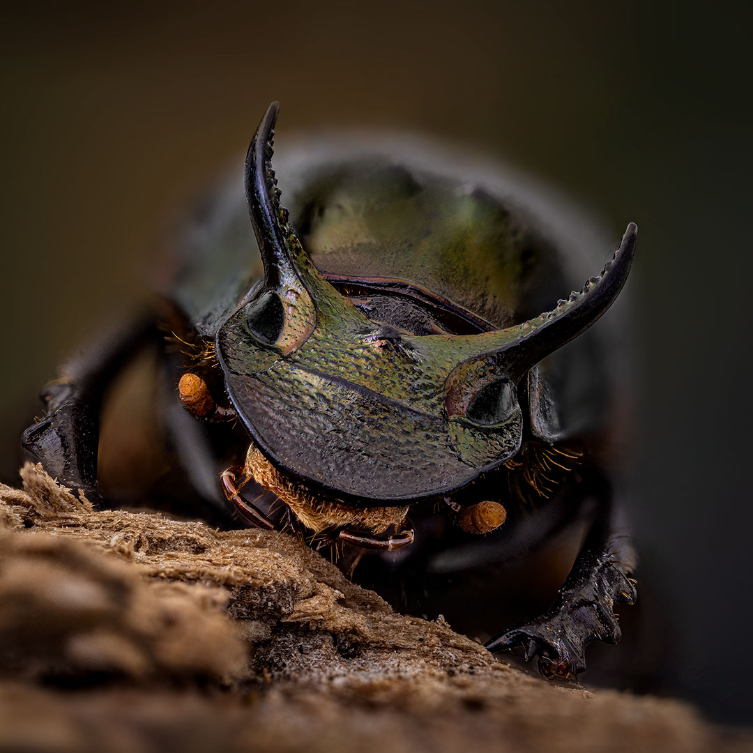 coleoptera, scarabaeidae, digitonthophagus sp., Kavaliauskas Eugenijus
