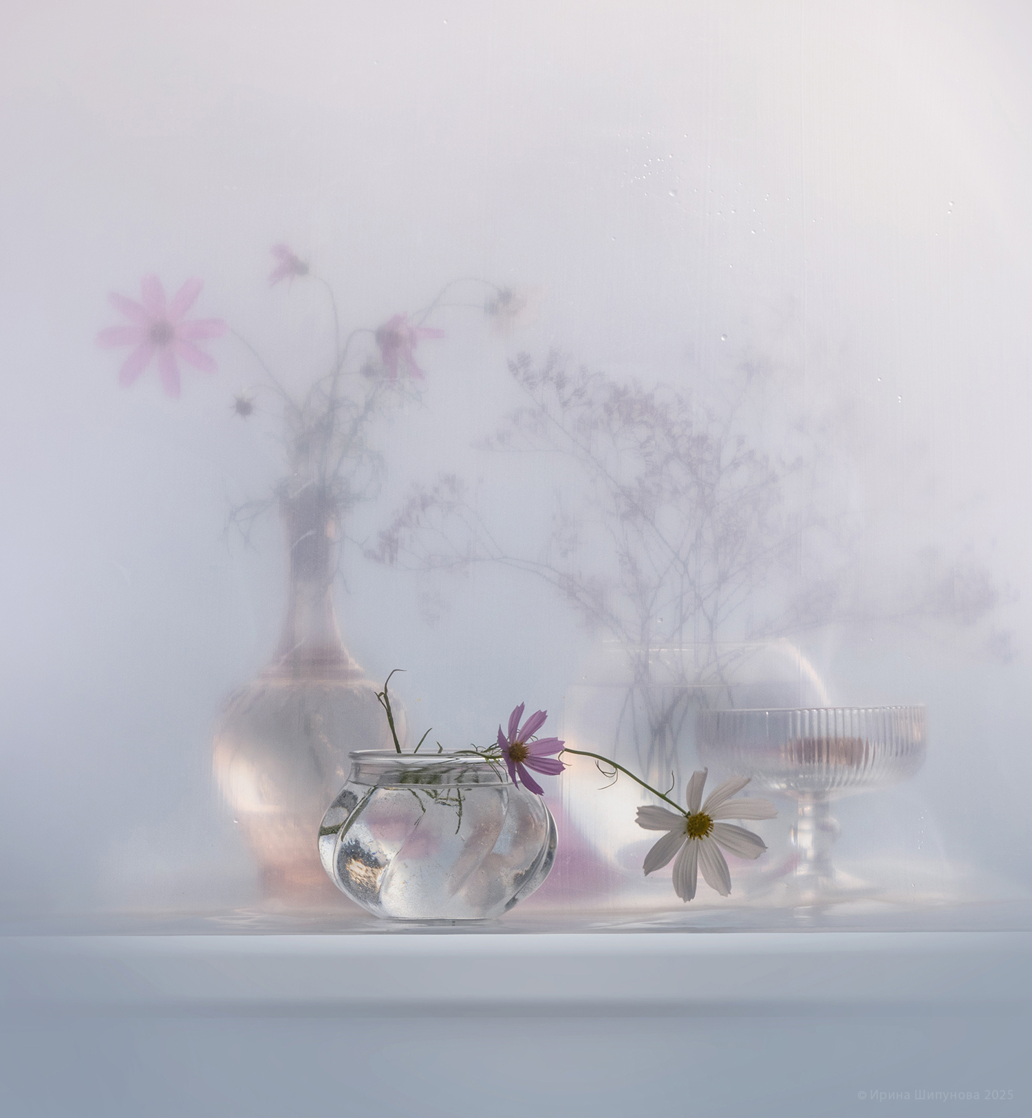 , Шипунова Ирина