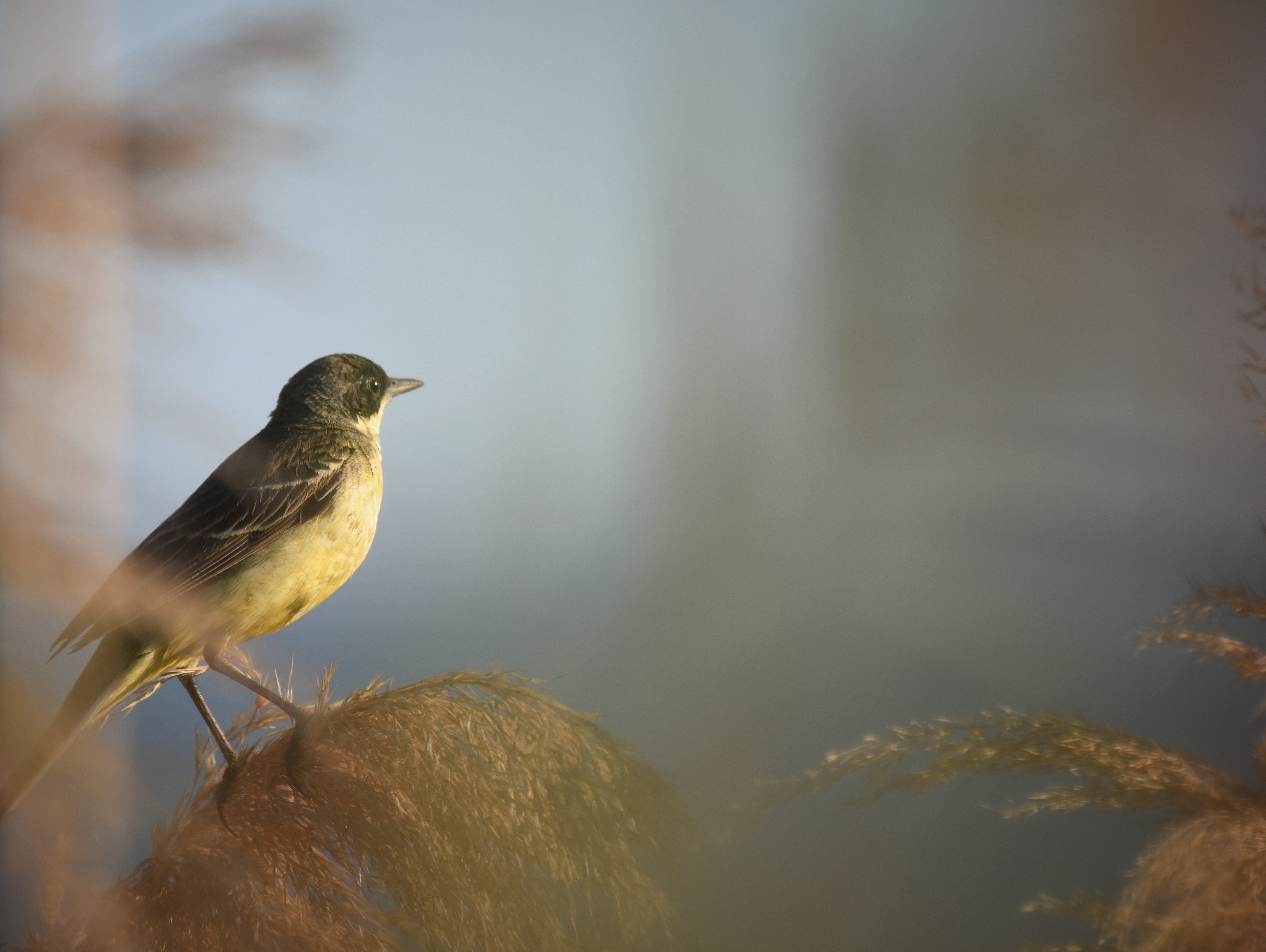 , Герчев Николай