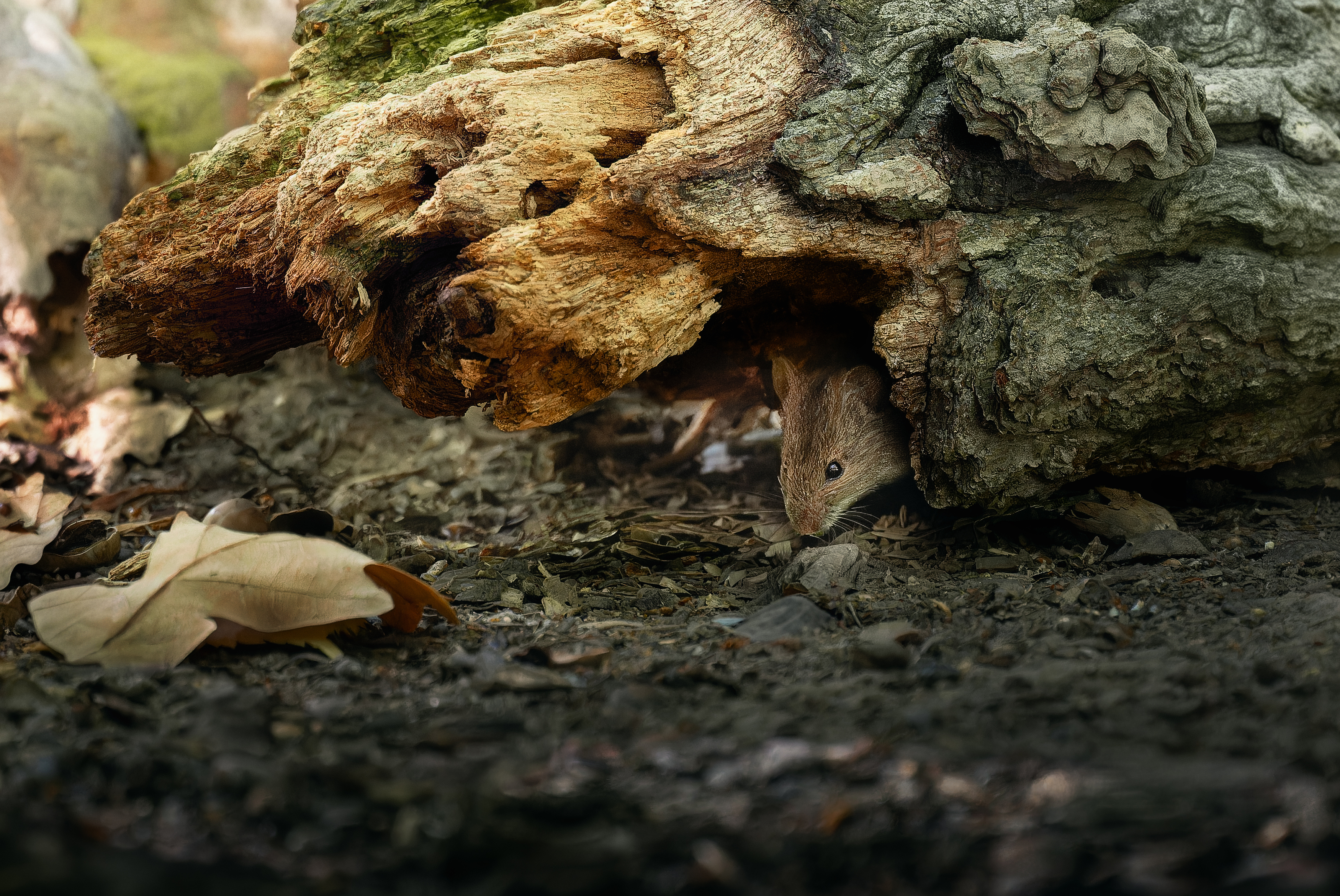 , Ширяев Константин