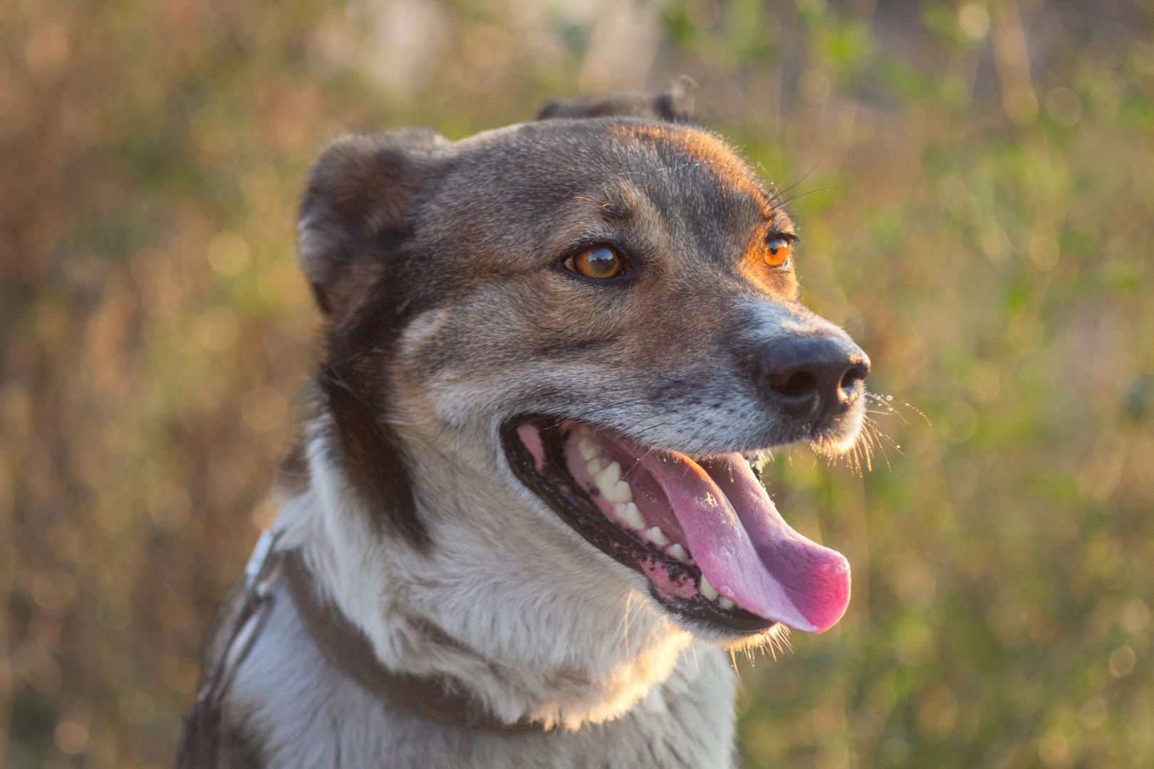 дворянин, Александр Канцур