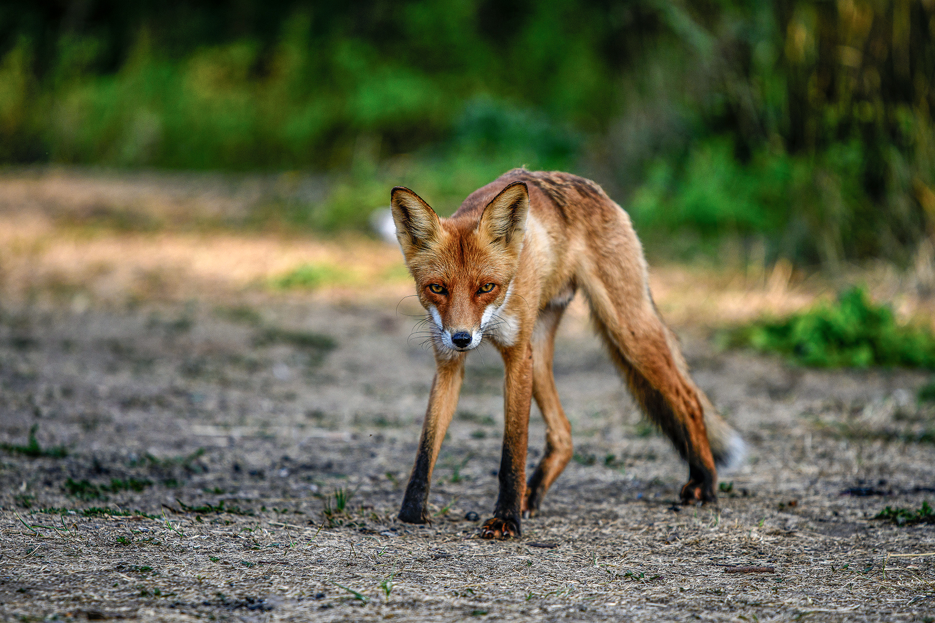, Усанин Максим