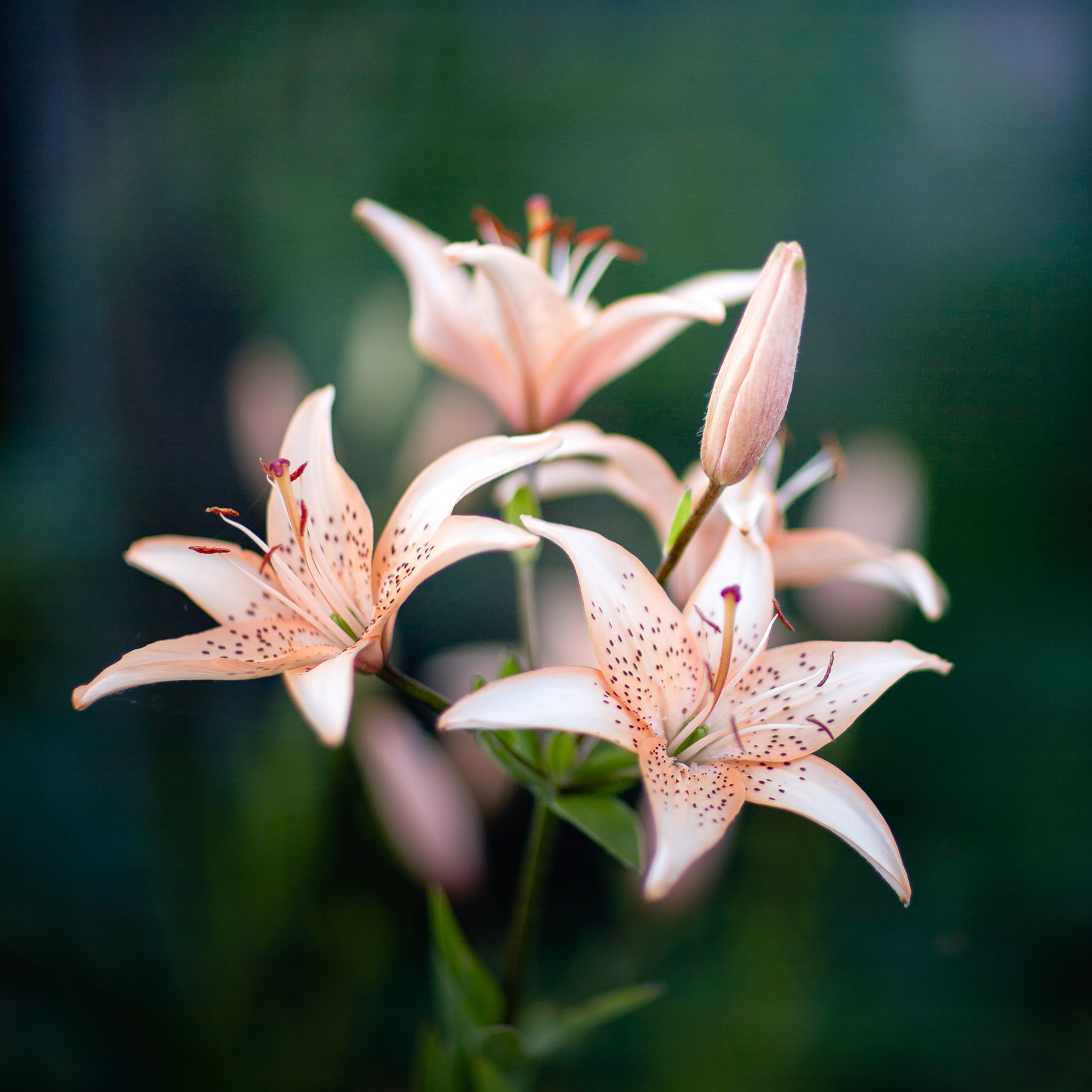 , Гуляев Алексей