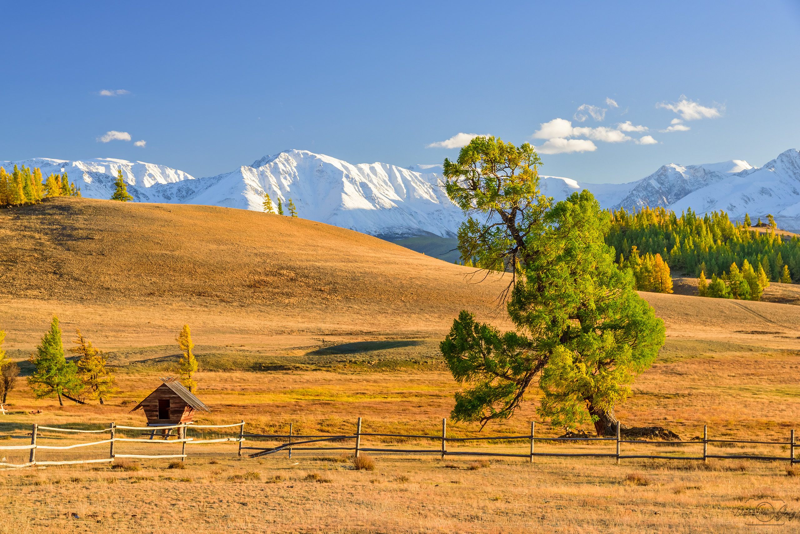 алтай, курайская степь, Григорашев Денис