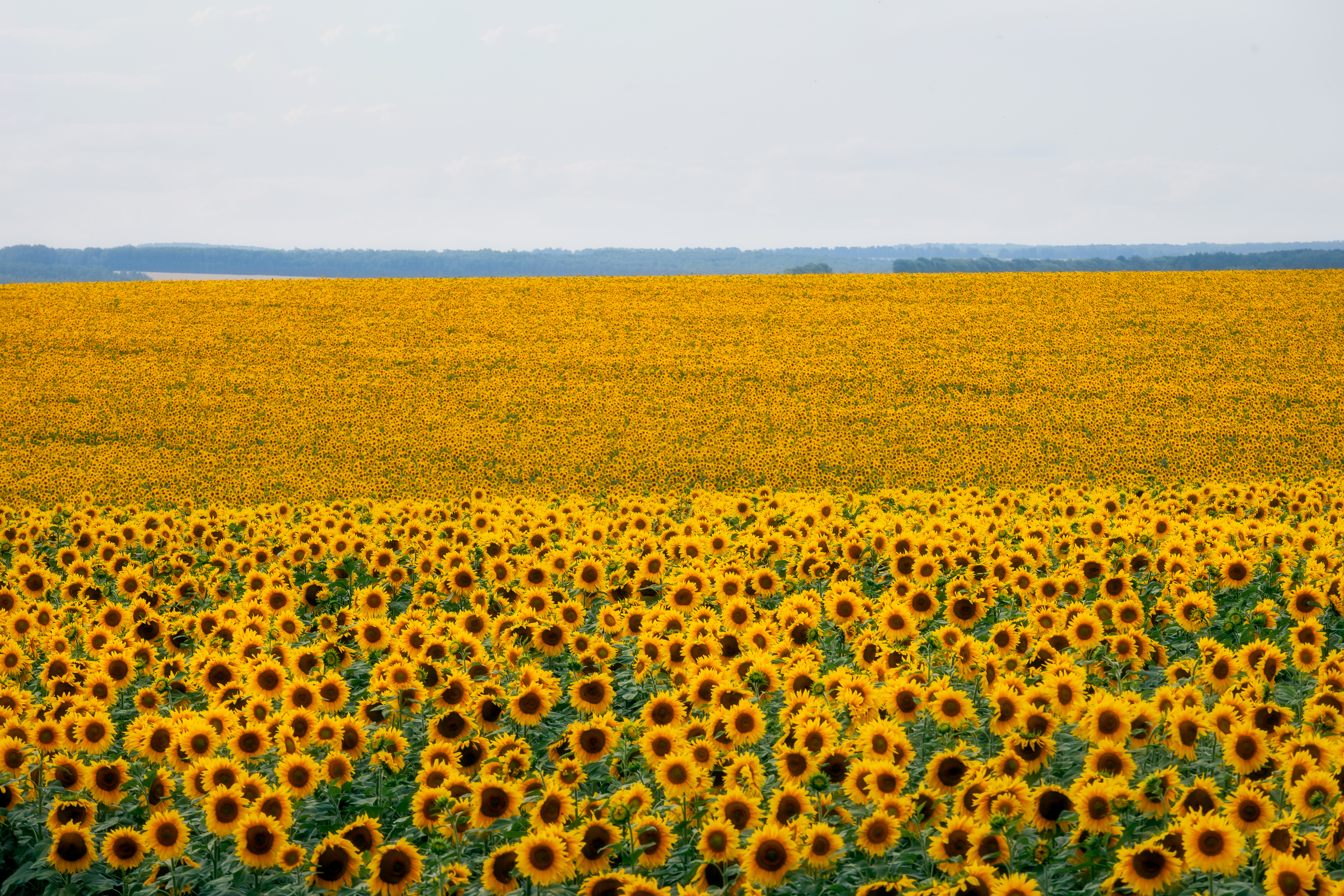 подсолнухи, природа, поля подсолнухов, Тульская область, Мартыненко Дмитрий
