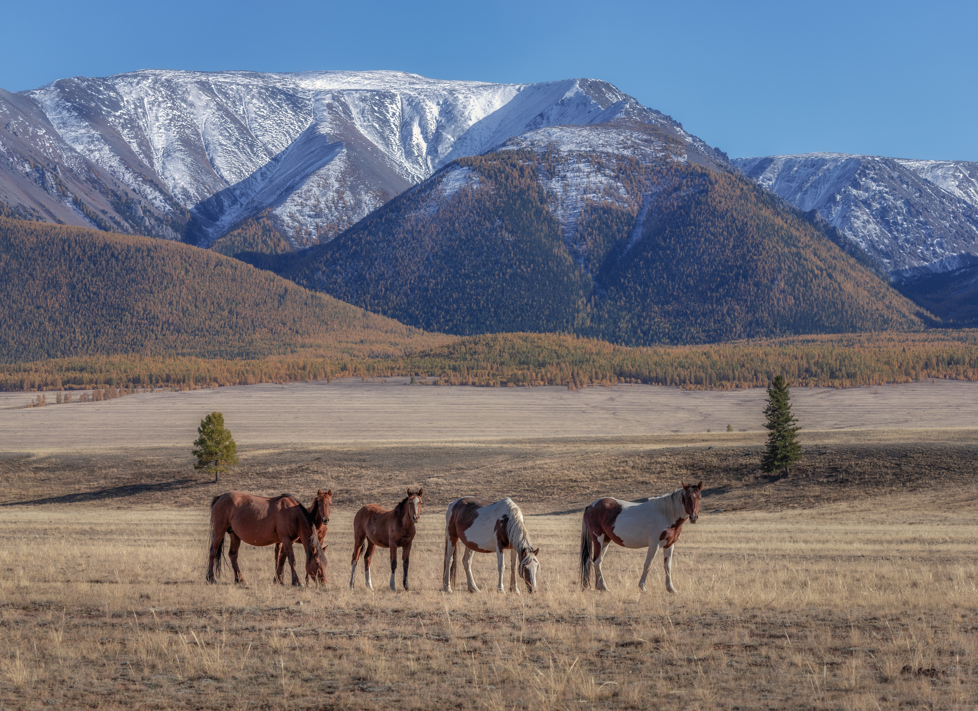 алтай, Гусева Елена