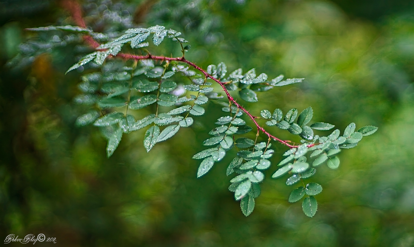 , Орлов Олег