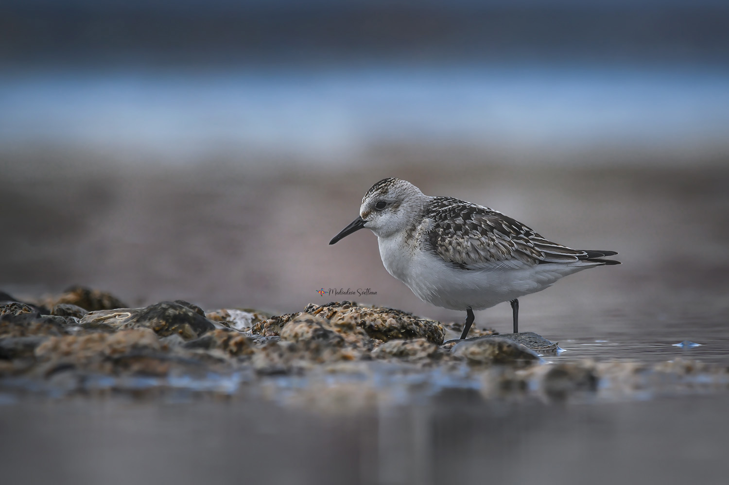 , Медведева Светлана