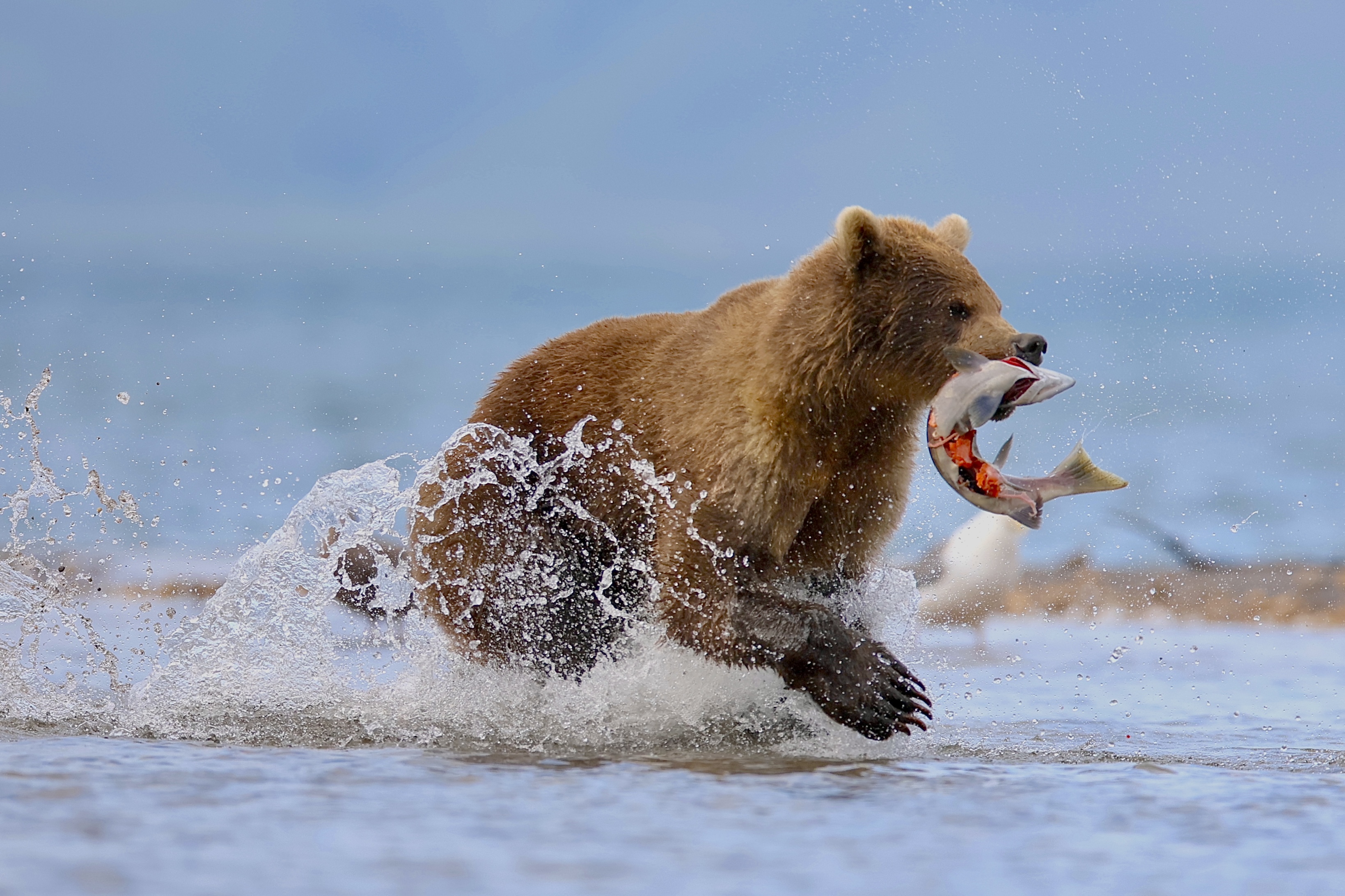 , Голубков Леонид
