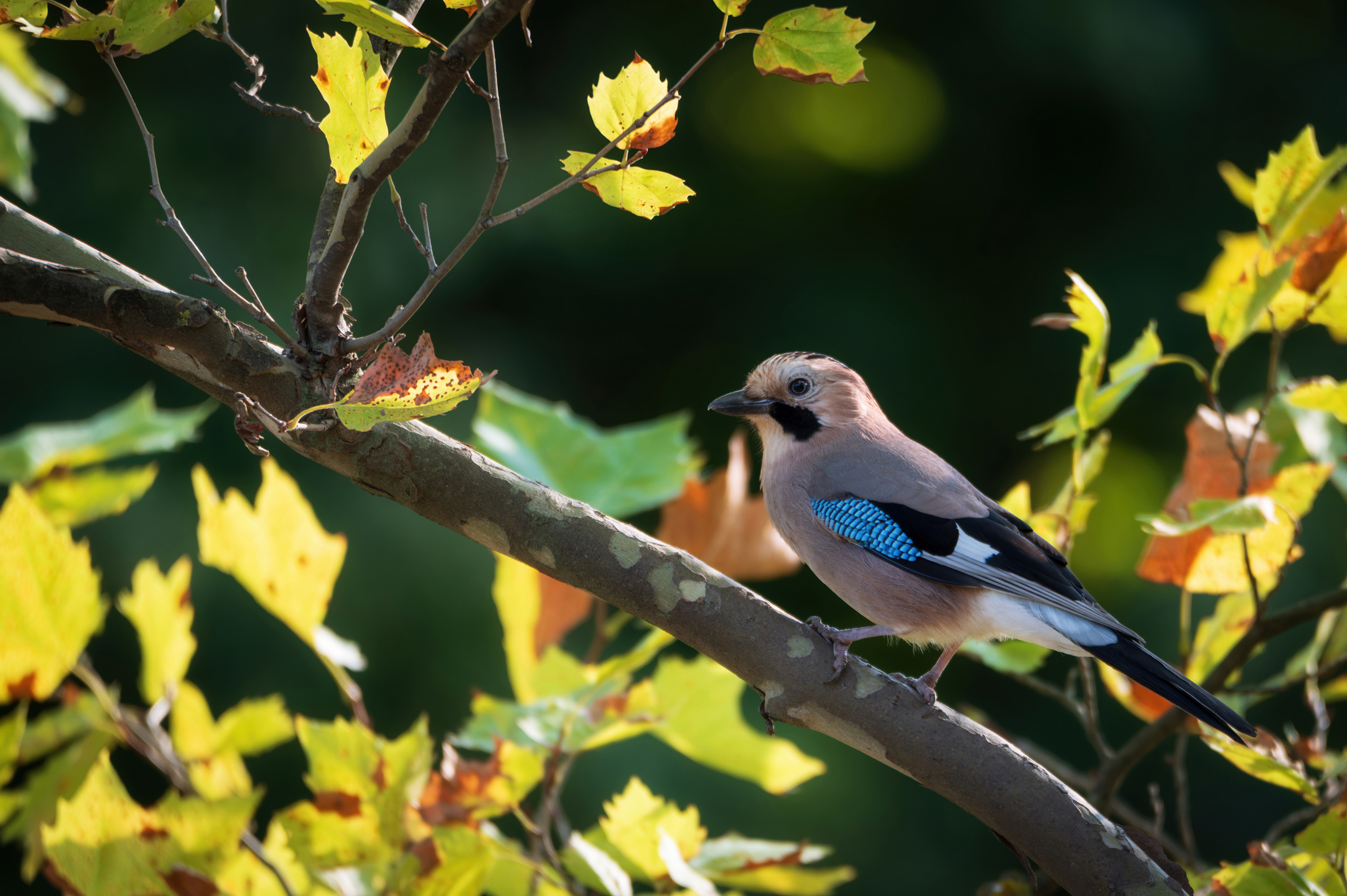 , Сергей Тихомиров