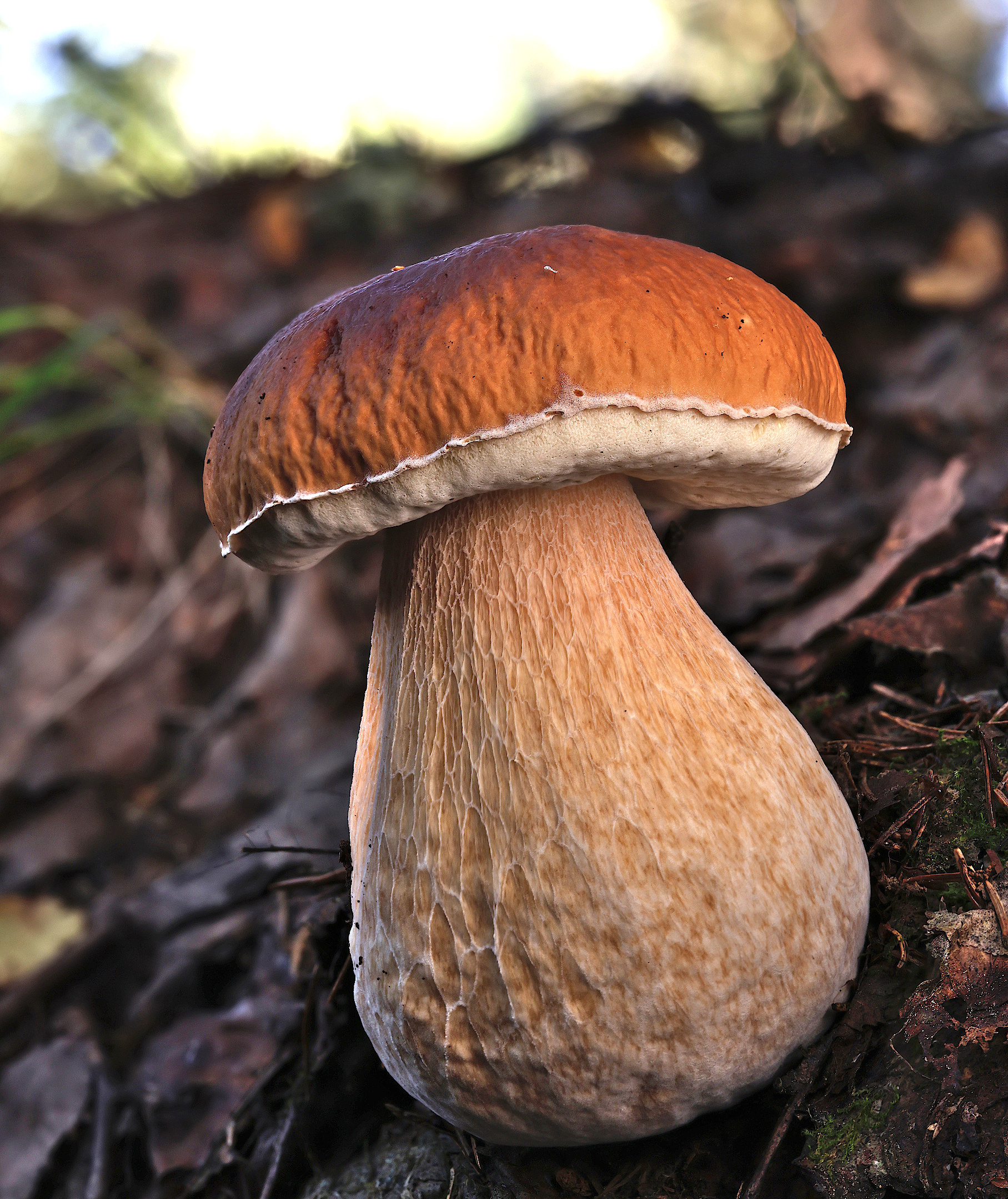 boletus, edulis, , белый, гриб, Александр Зорин
