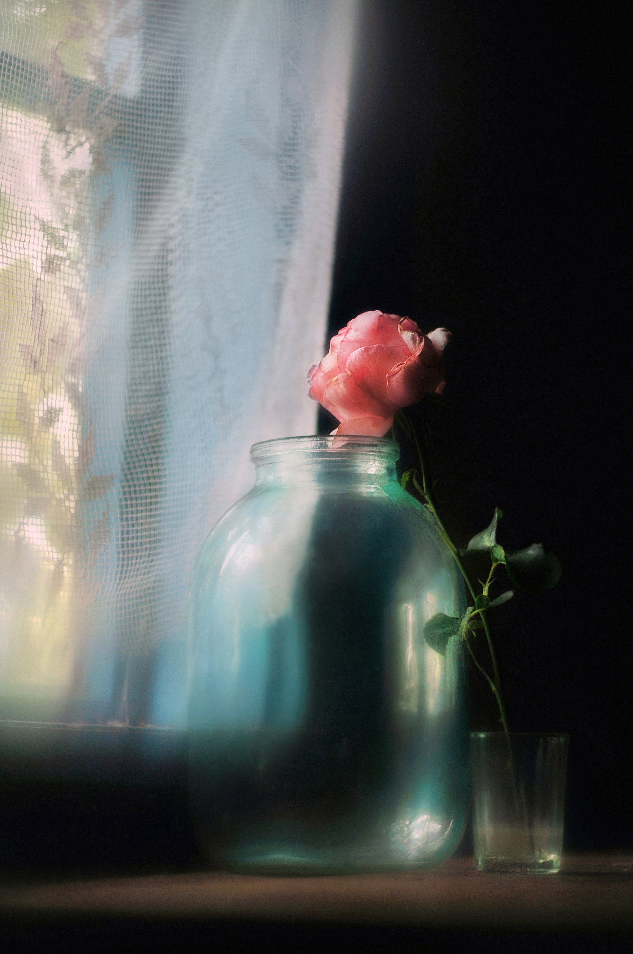 натюрморт, роза, лето, настроение, still life, rose, Буглак Инна