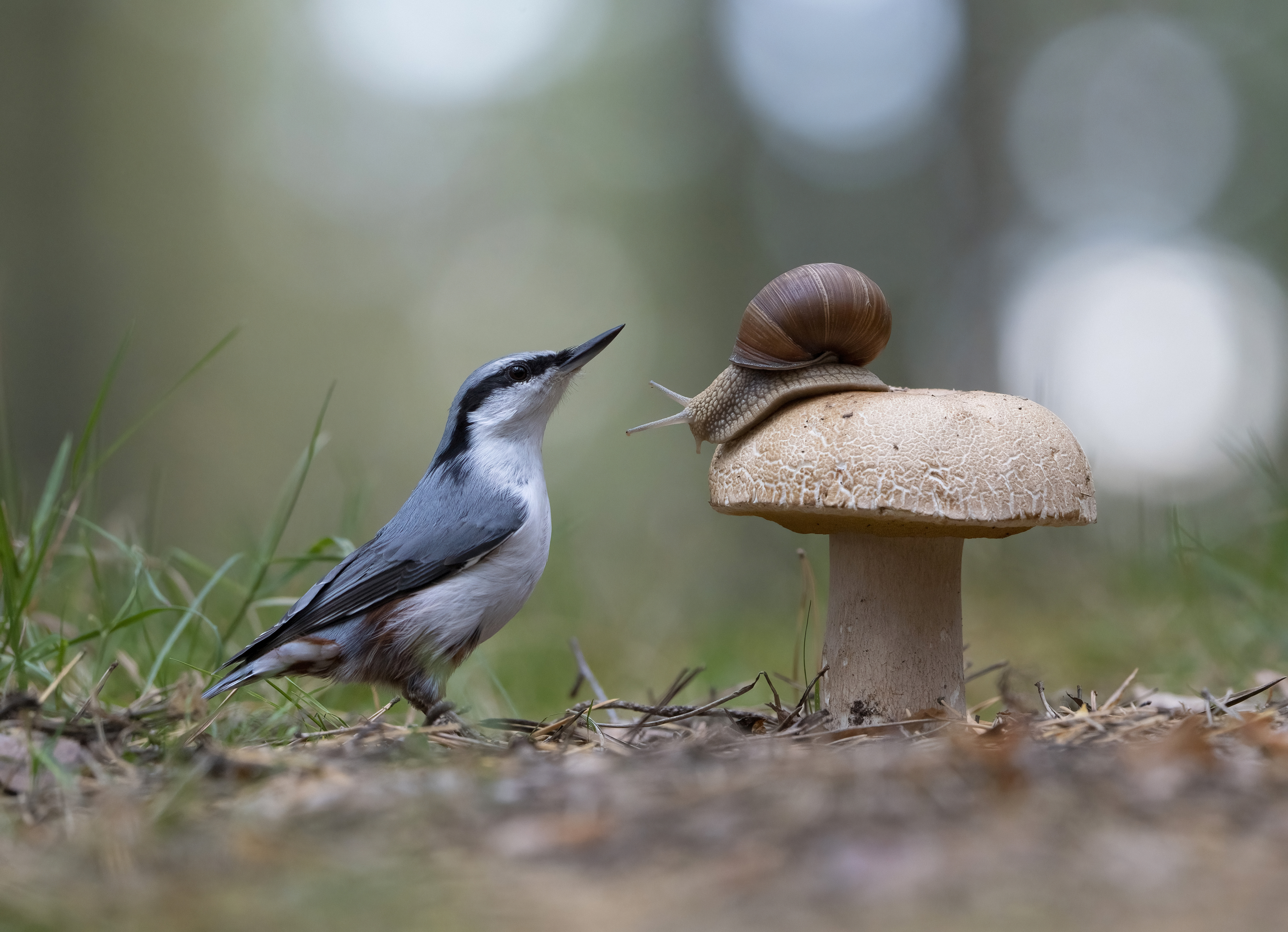 гриб,природа, лето,лес,поползень, Андрей Киселёв