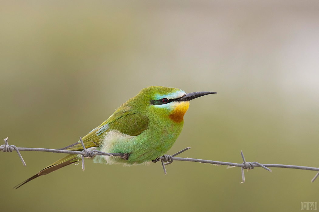 , Дмитрий Доронин